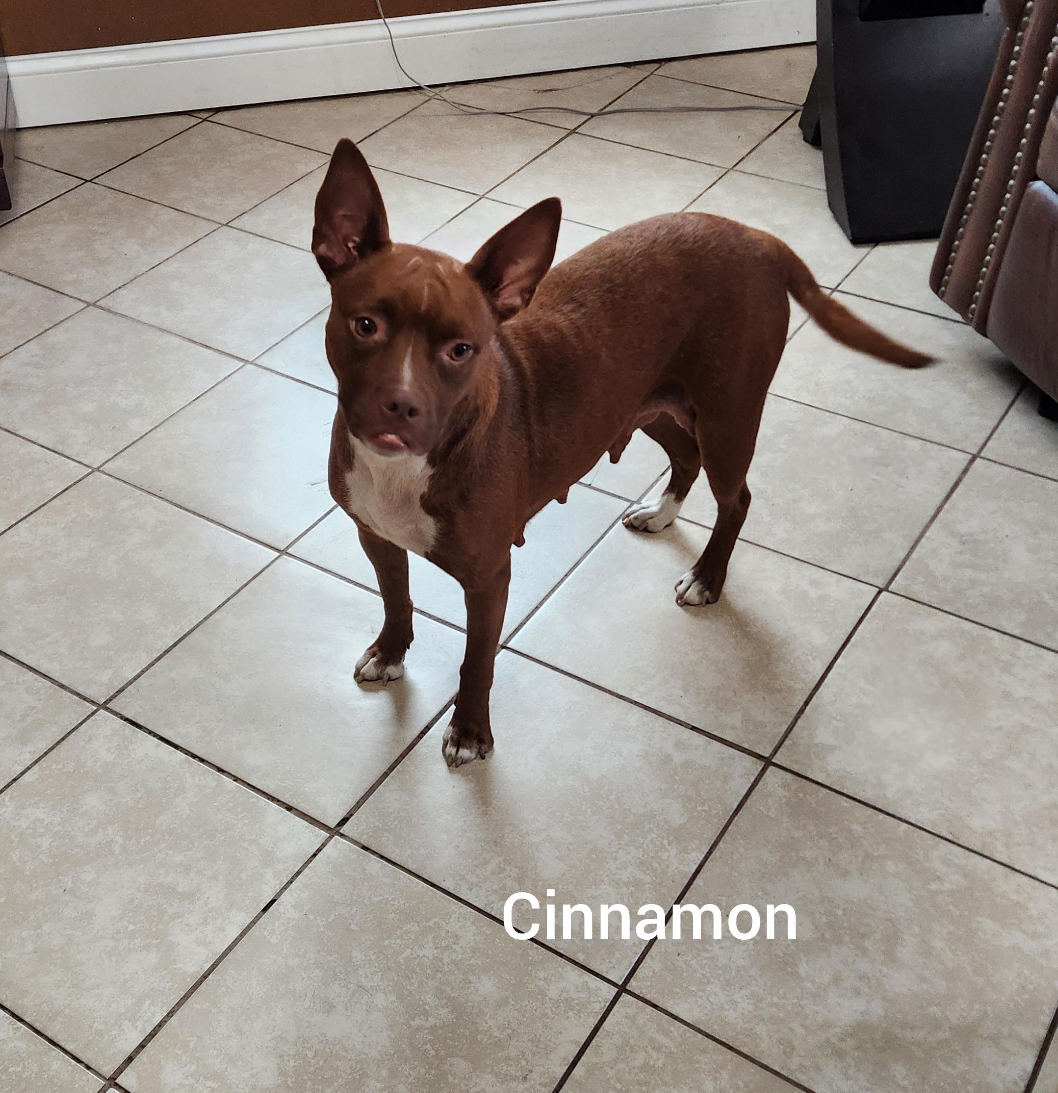 Cinnamon (Orlando Fl), a ADOPTABLE mixed breed in Orlando, FL image 3/3