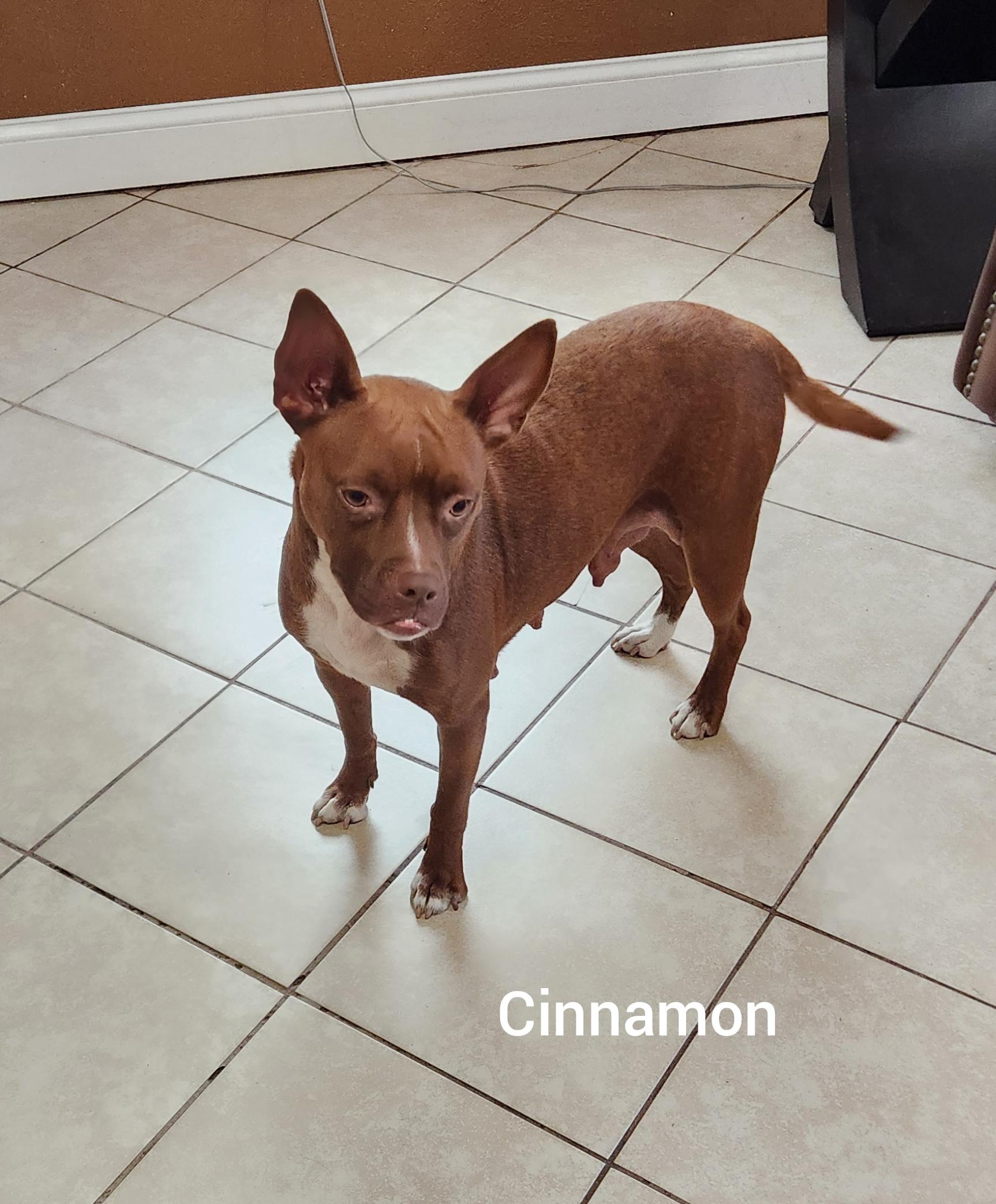 Cinnamon (Orlando Fl), a ADOPTABLE mixed breed in Orlando, FL image 1/3
