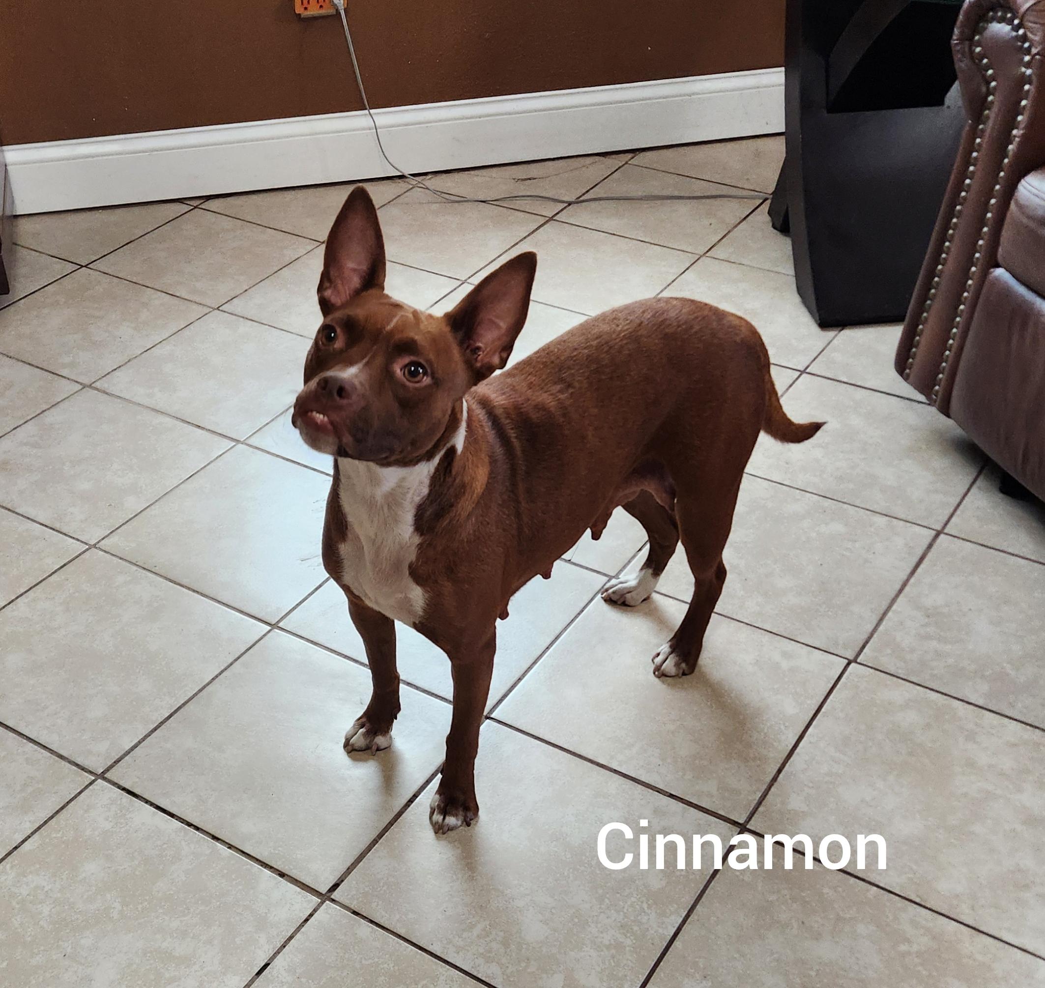 Cinnamon (Orlando Fl), a ADOPTABLE mixed breed in Orlando, FL image 2/3