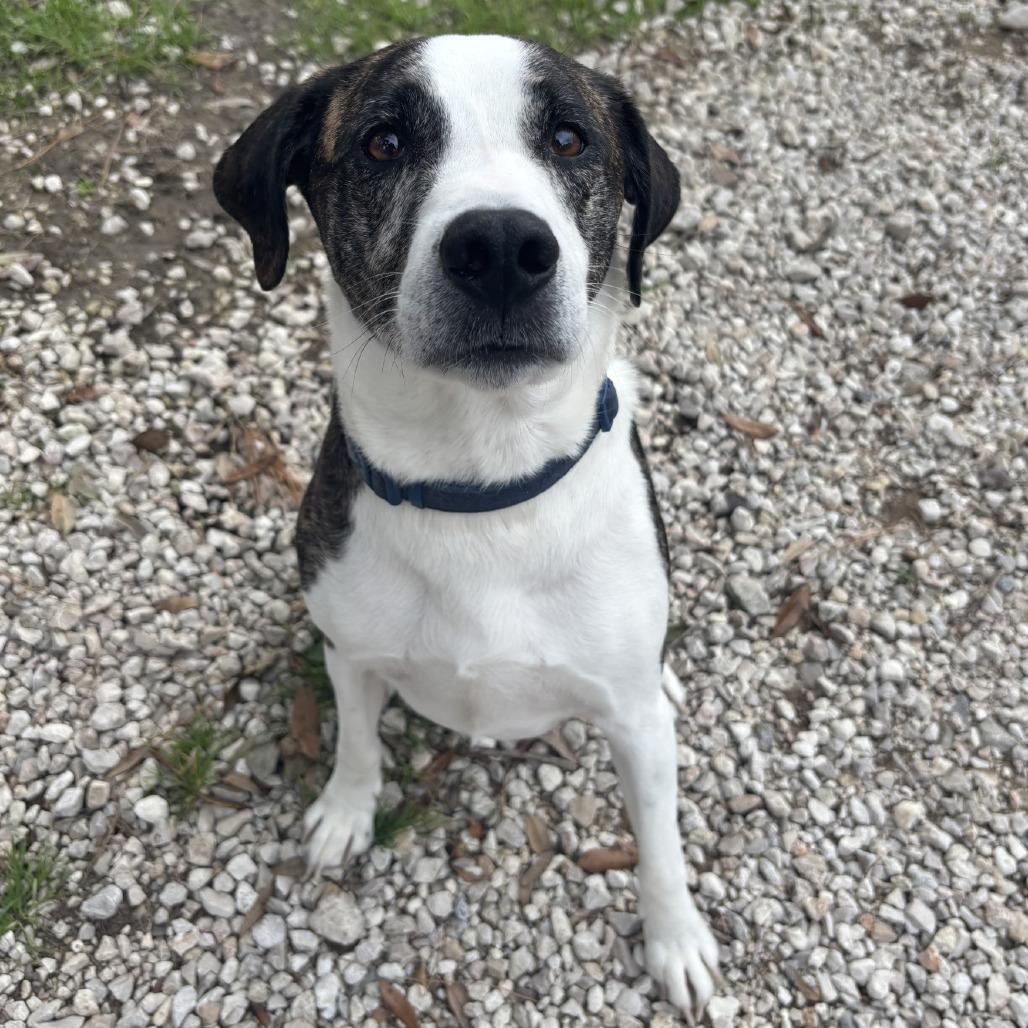 Axel, Adoptable, Adult Male Plott Hound & Labrador Retriever.