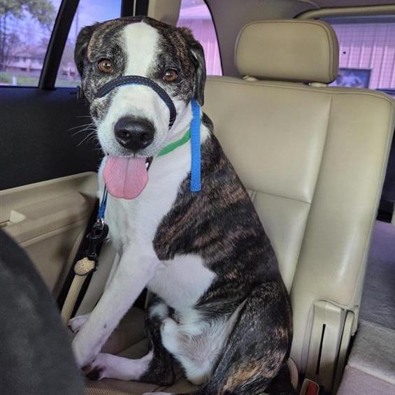 Enlarge Axel, a Adoptable mixed breed in Houston, TX image 2/4