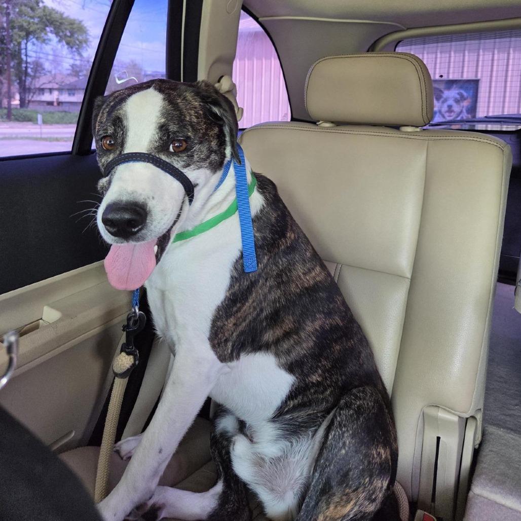 Enlarge Axel, a Adoptable mixed breed in Houston, TX image 3/4