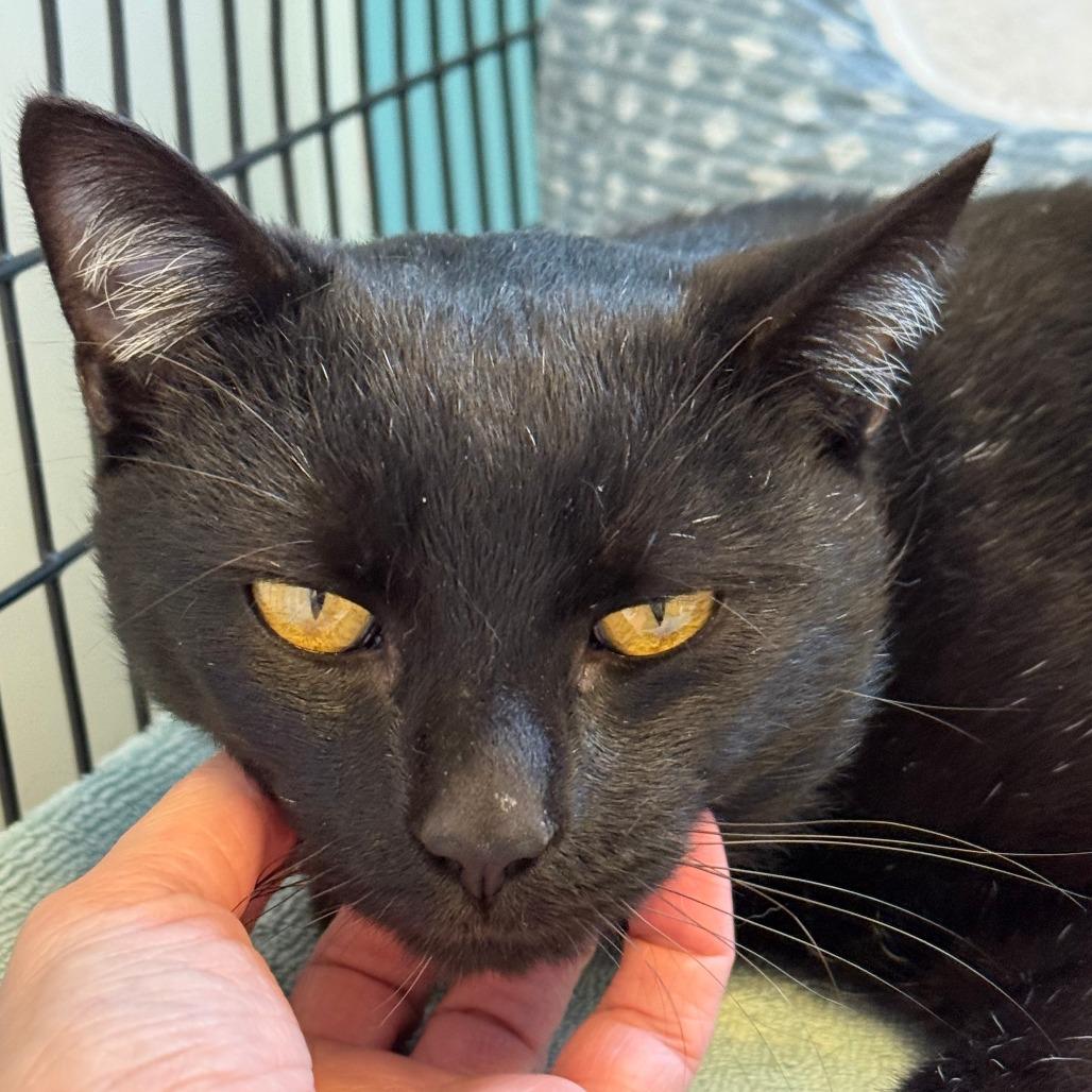 Speckles, a Adoptable Domestic Short Hair in Morrisville, VT image 1/4