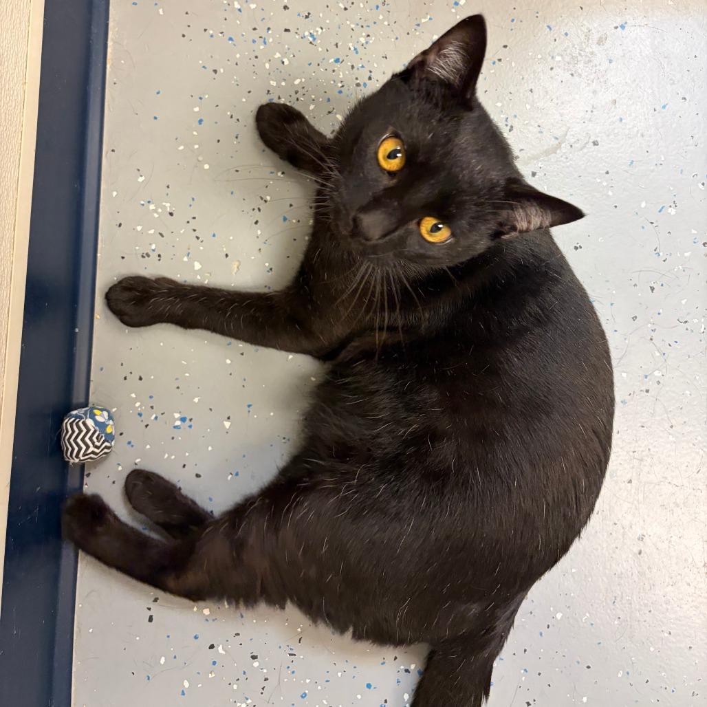 Speckles, a Adoptable Domestic Short Hair in Morrisville, VT image 2/4