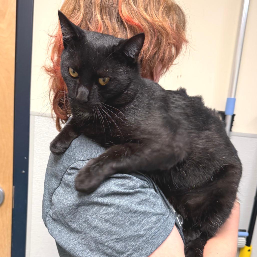 Speckles, a Adoptable Domestic Short Hair in Morrisville, VT image 3/4