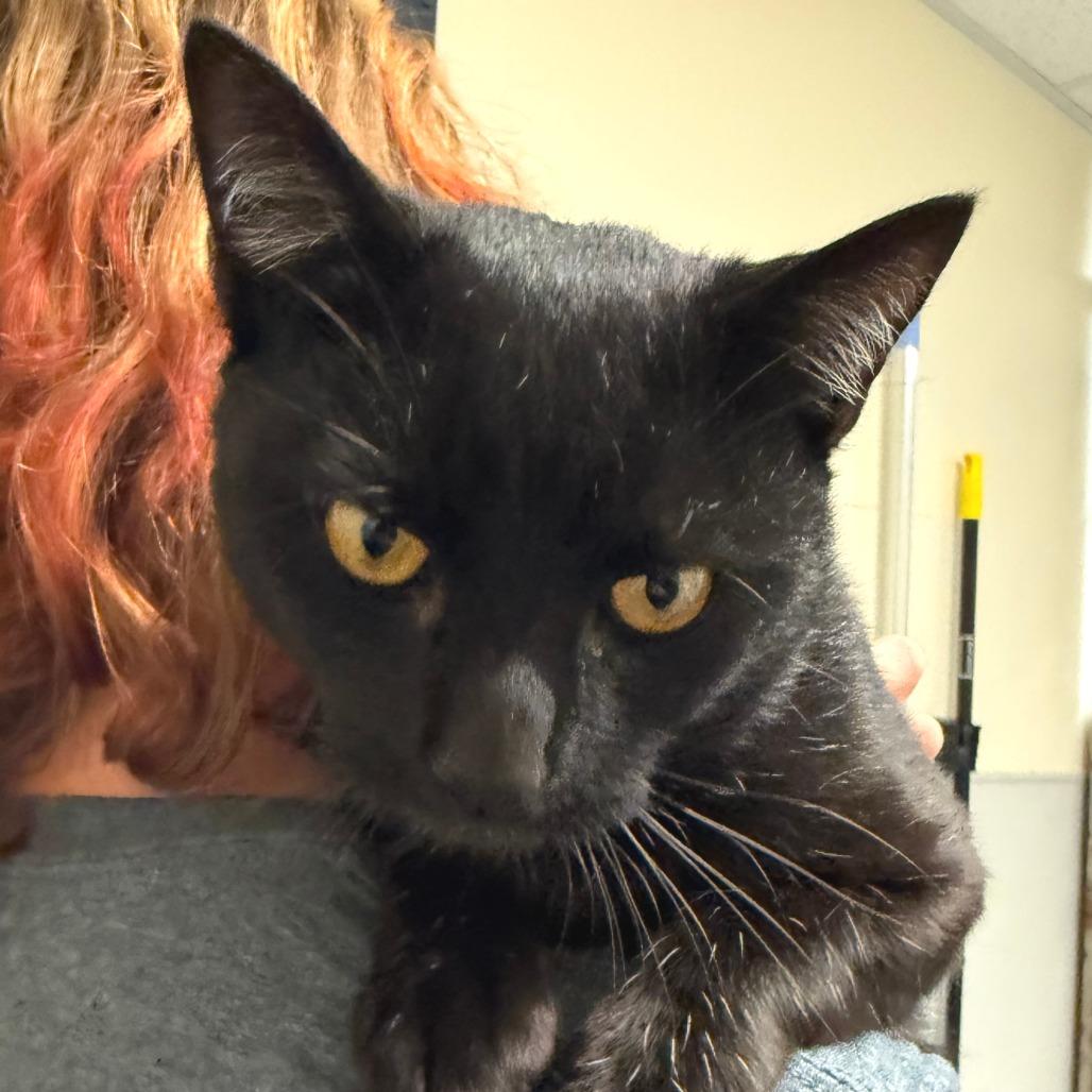 Speckles, a Adoptable Domestic Short Hair in Morrisville, VT image 4/4
