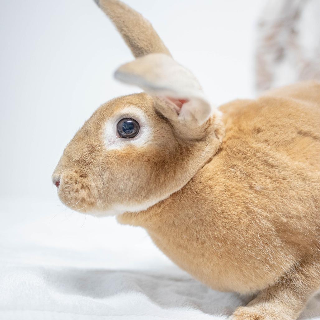 Nutmeg, Adoptable, Young Female Rex.