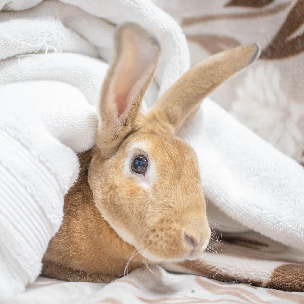 Enlarge Nutmeg, a Adoptable Rex in San Diego, CA image 2/6