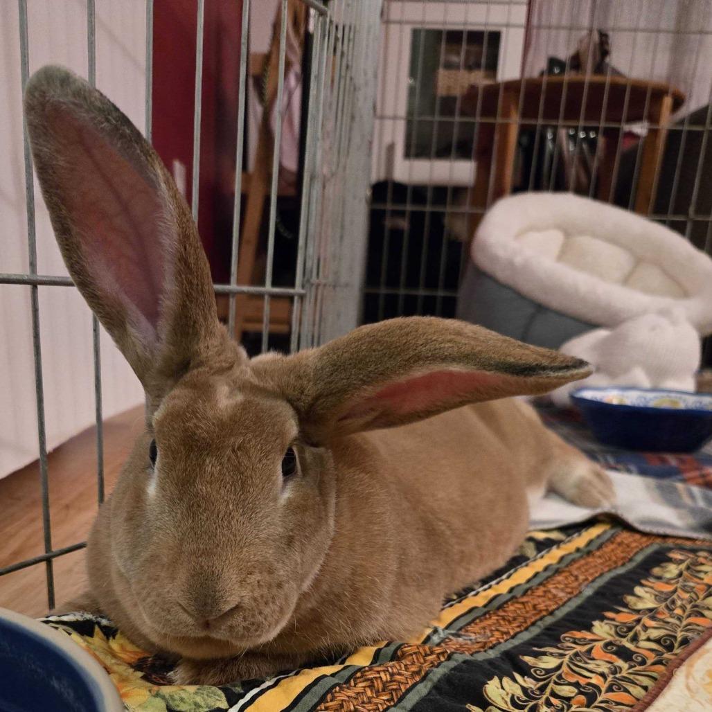 Enlarge Nutmeg, a Adoptable Rex in San Diego, CA image 1/3