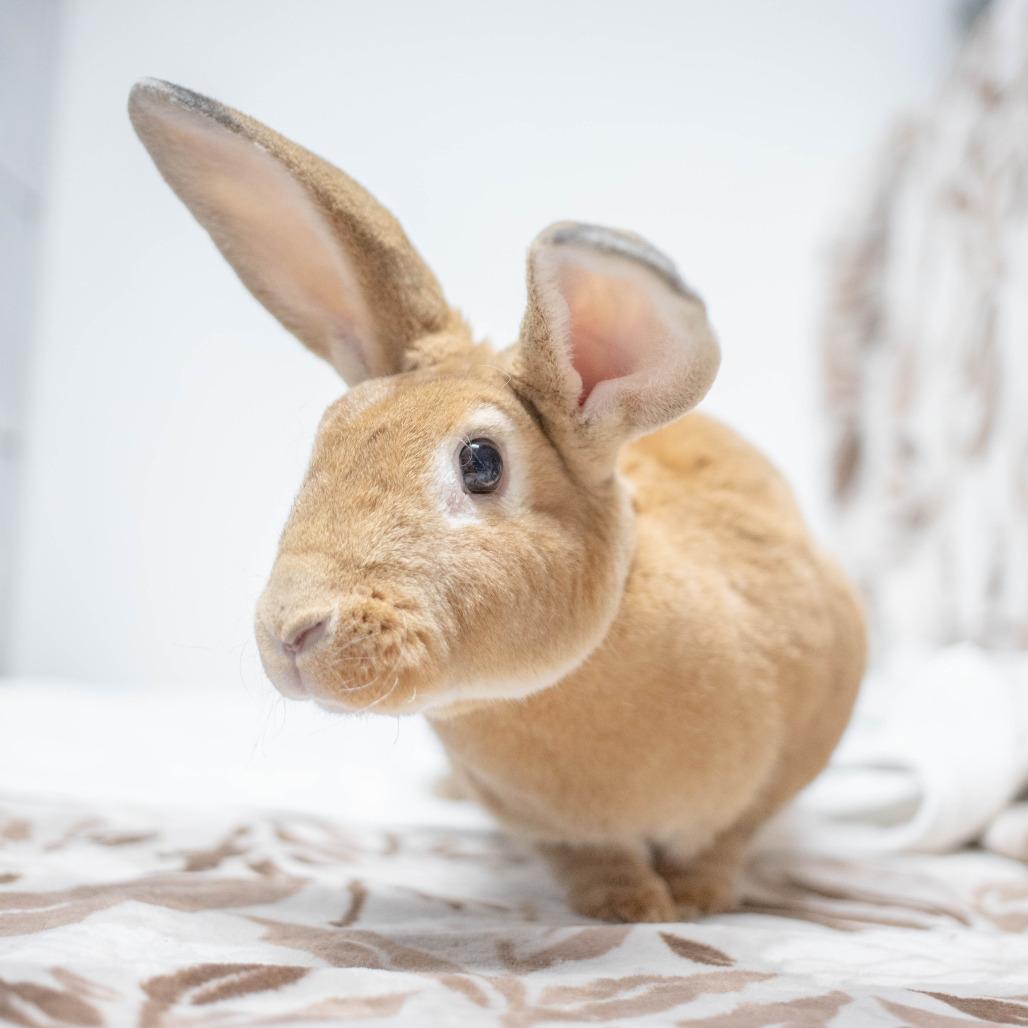 Enlarge Nutmeg, a Adoptable Rex in San Diego, CA image 4/6