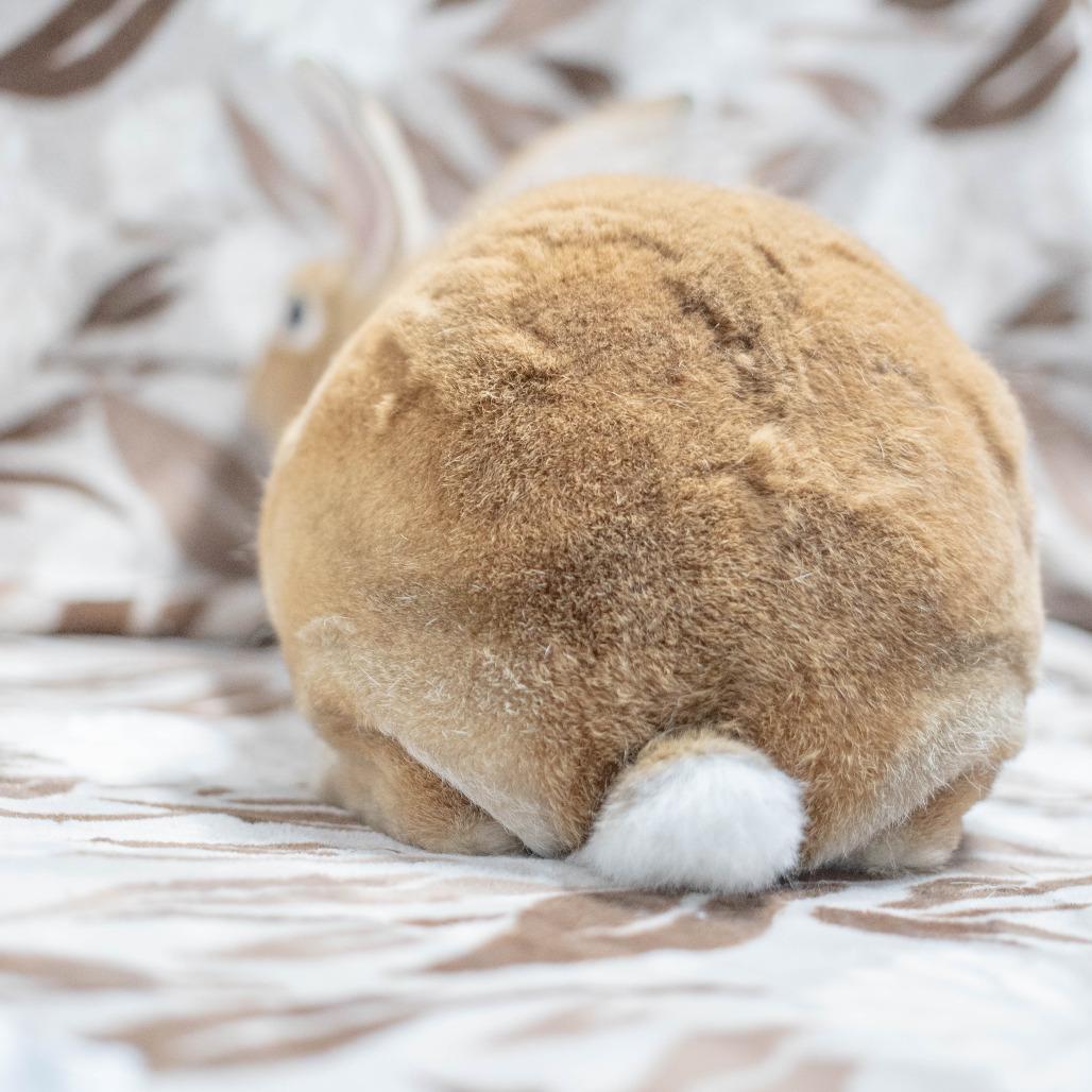 Enlarge Nutmeg, a Adoptable Rex in San Diego, CA image 5/6