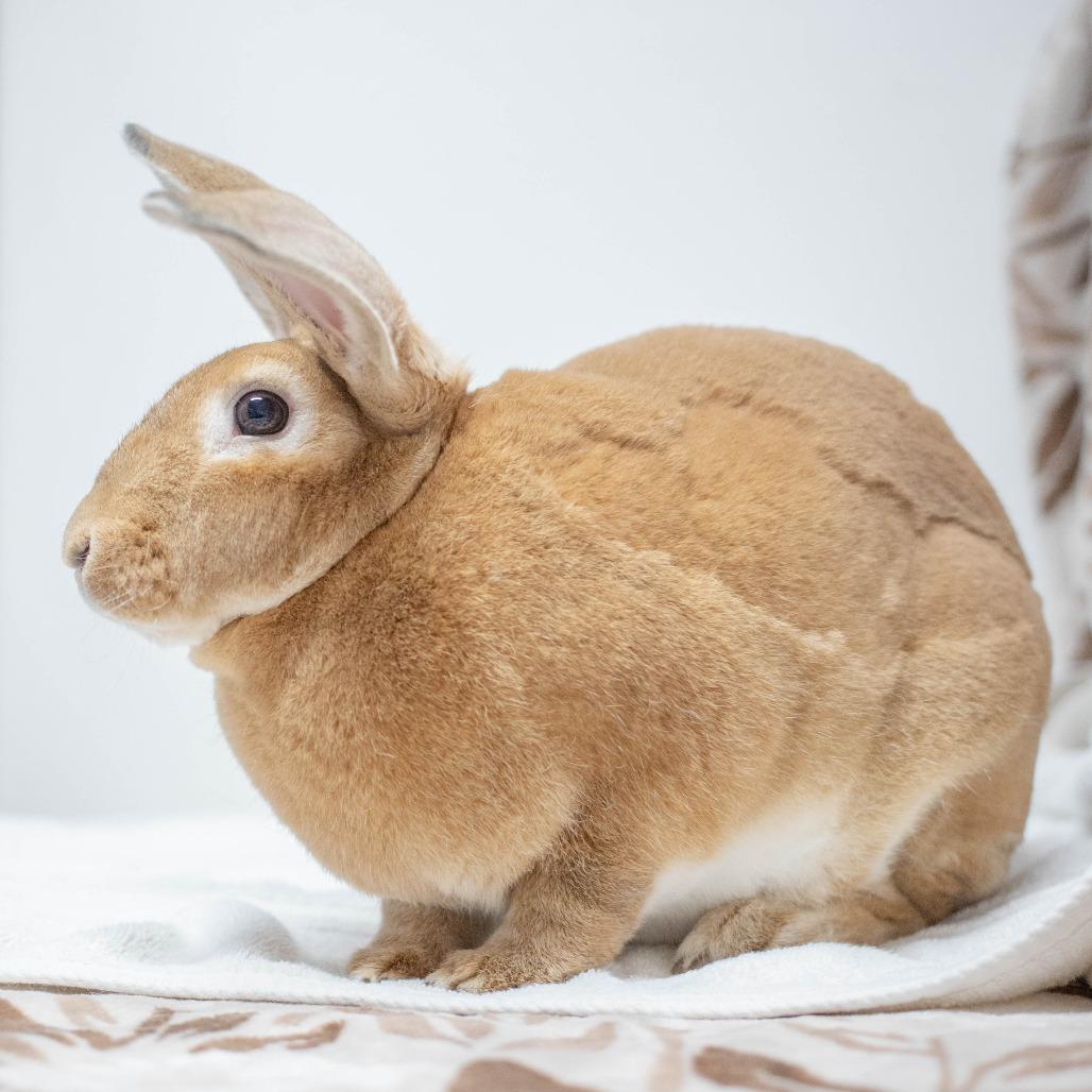 Enlarge Nutmeg, a Adoptable Rex in San Diego, CA image 5/6