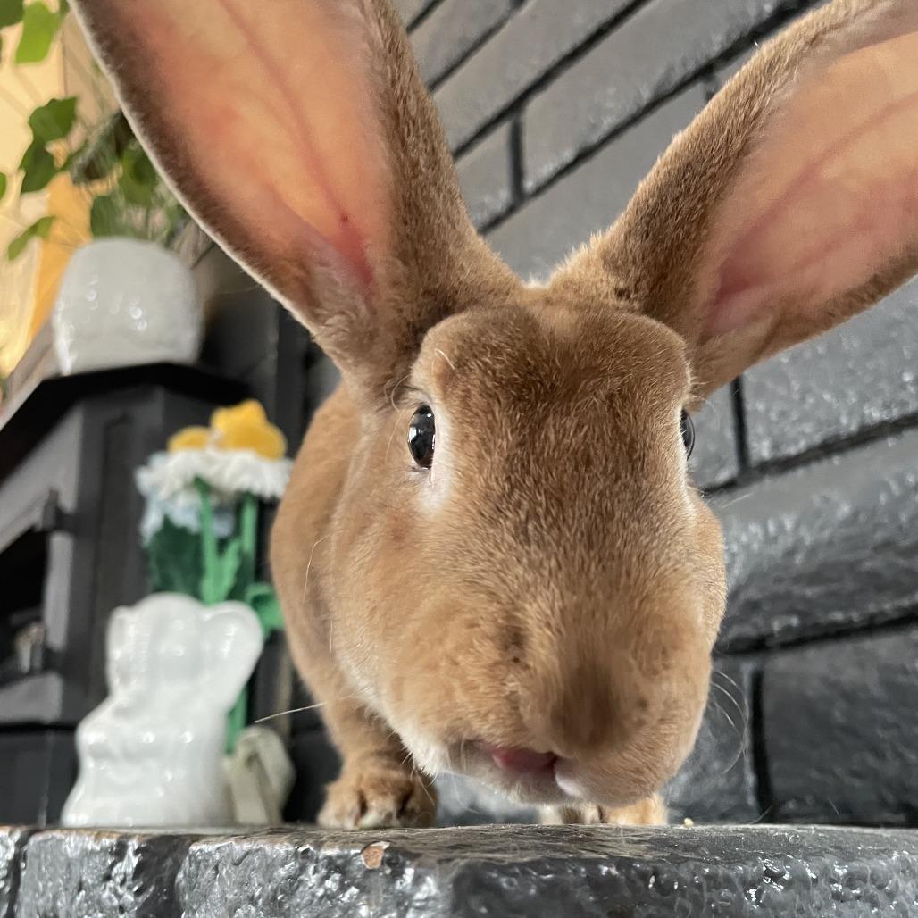 Enlarge Nutmeg, a Adoptable Rex in San Diego, CA image 3/3