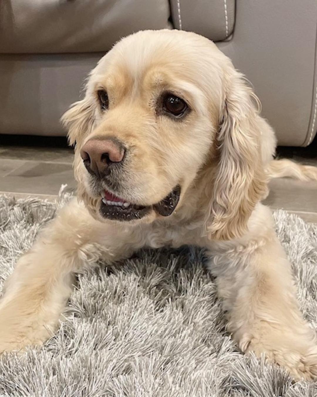 Enlarge Pita (Sweetest Cuddler!), a Adopted Cocker Spaniel in Westlake Village, CA image 2/6