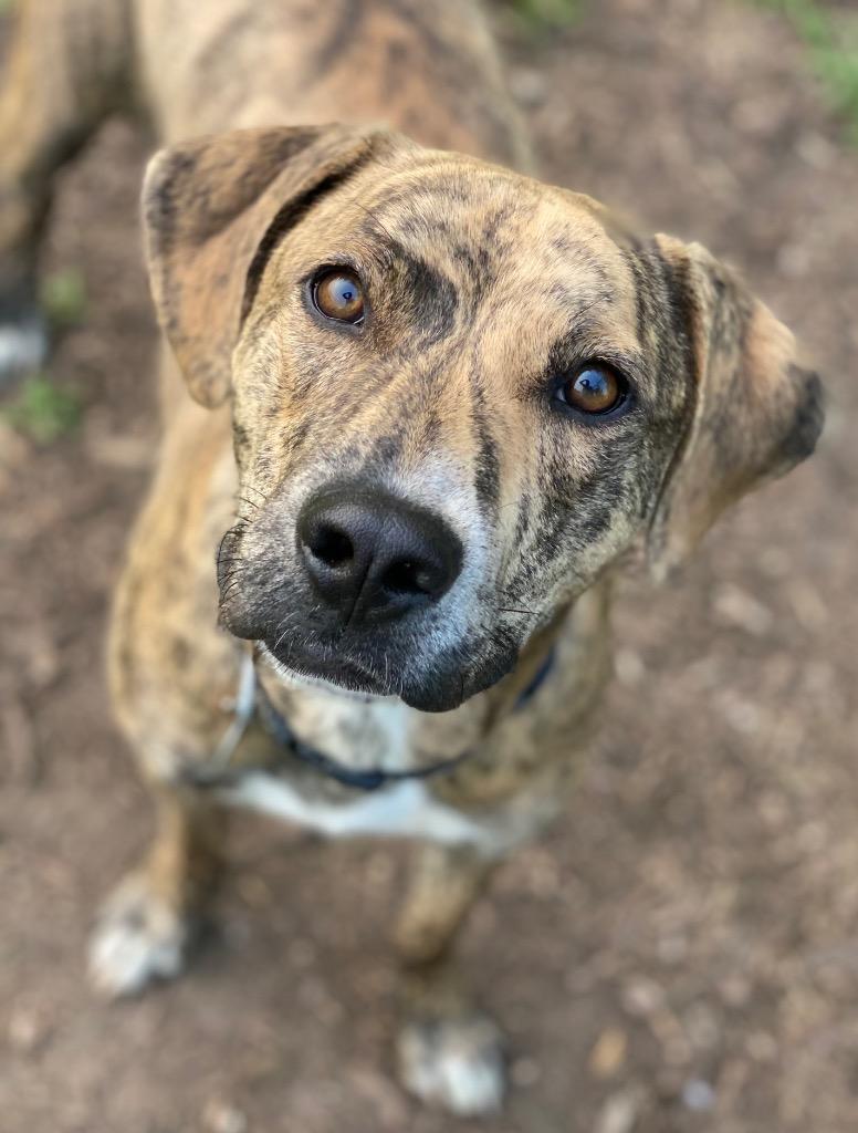 Tiger, Adoptable, Puppy Male Mixed Breed.