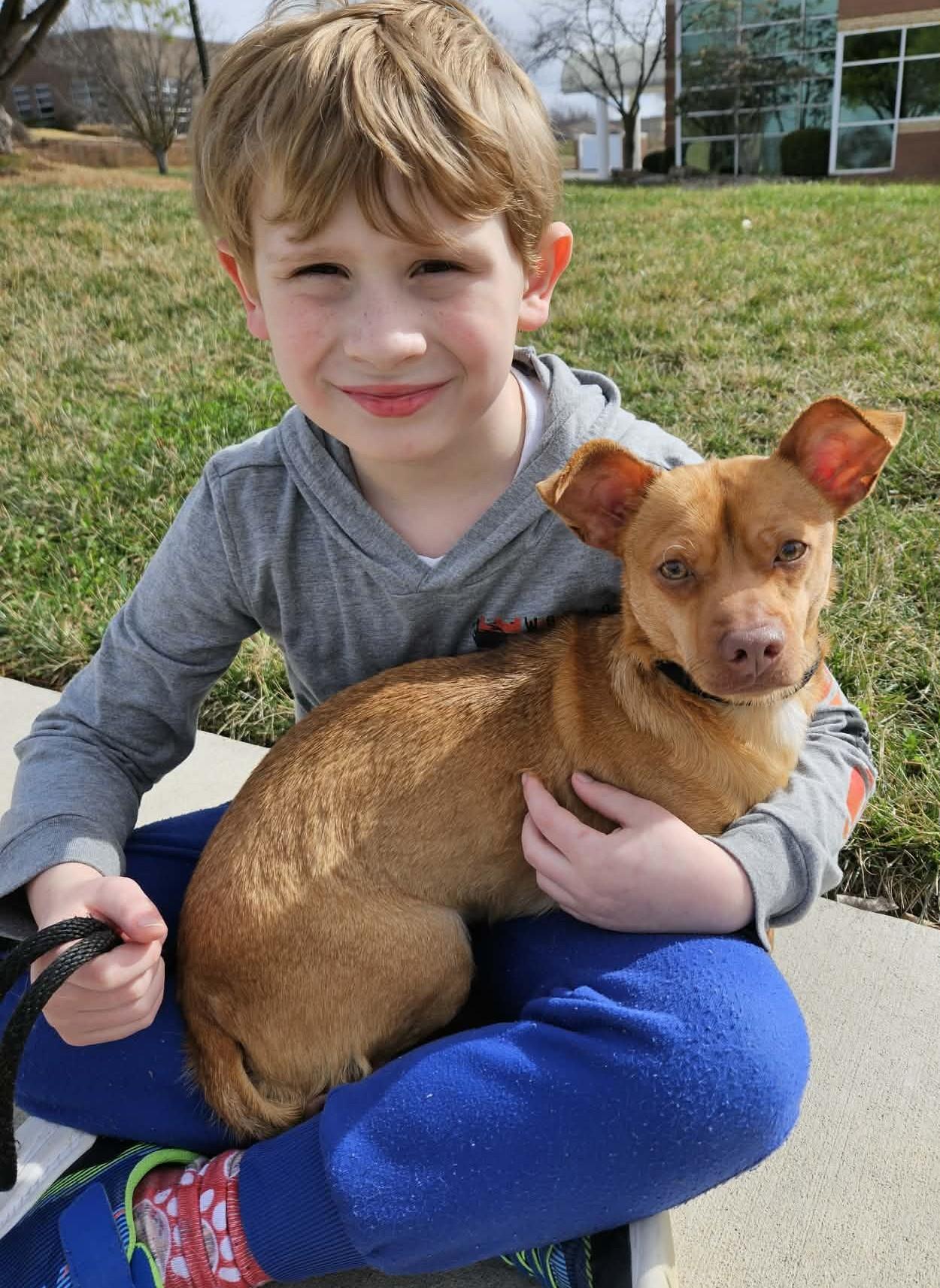 Enlarge Hudson, a Adoptable mixed breed in Kansas City, MO image 2/6