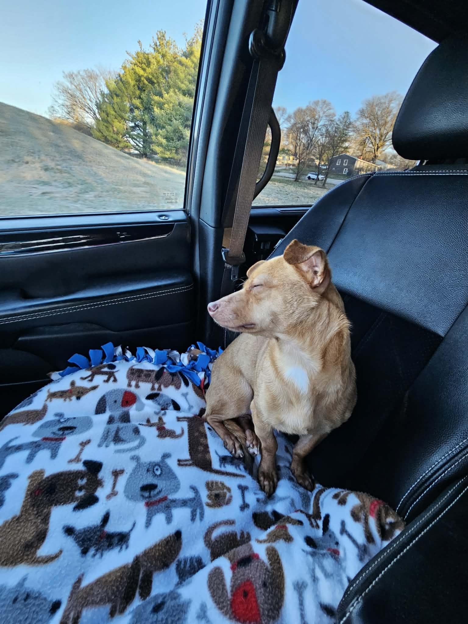 Enlarge Hudson, a Adoptable mixed breed in Kansas City, MO image 6/6