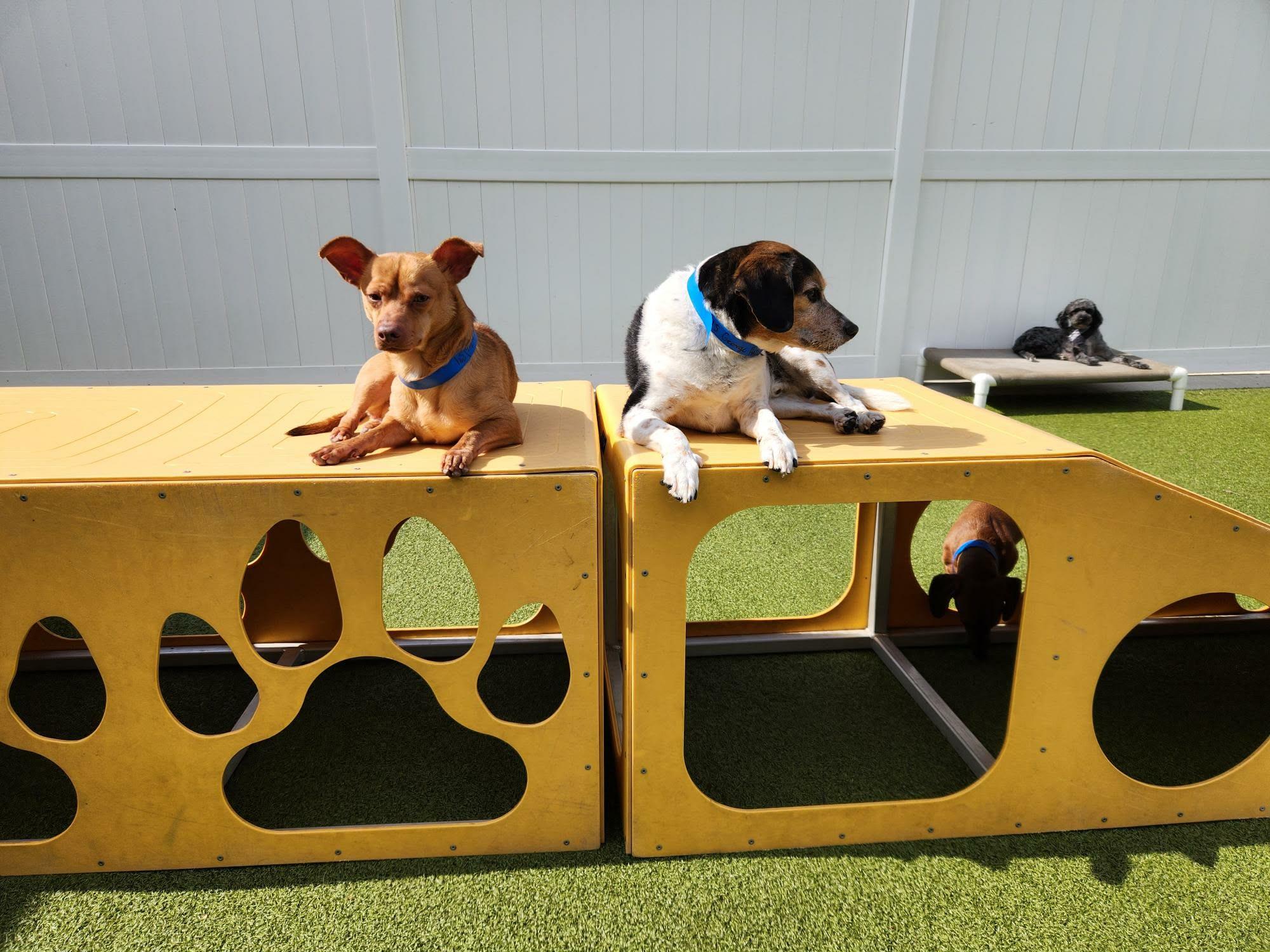 Enlarge Hudson, a Adoptable mixed breed in Kansas City, MO image 3/6