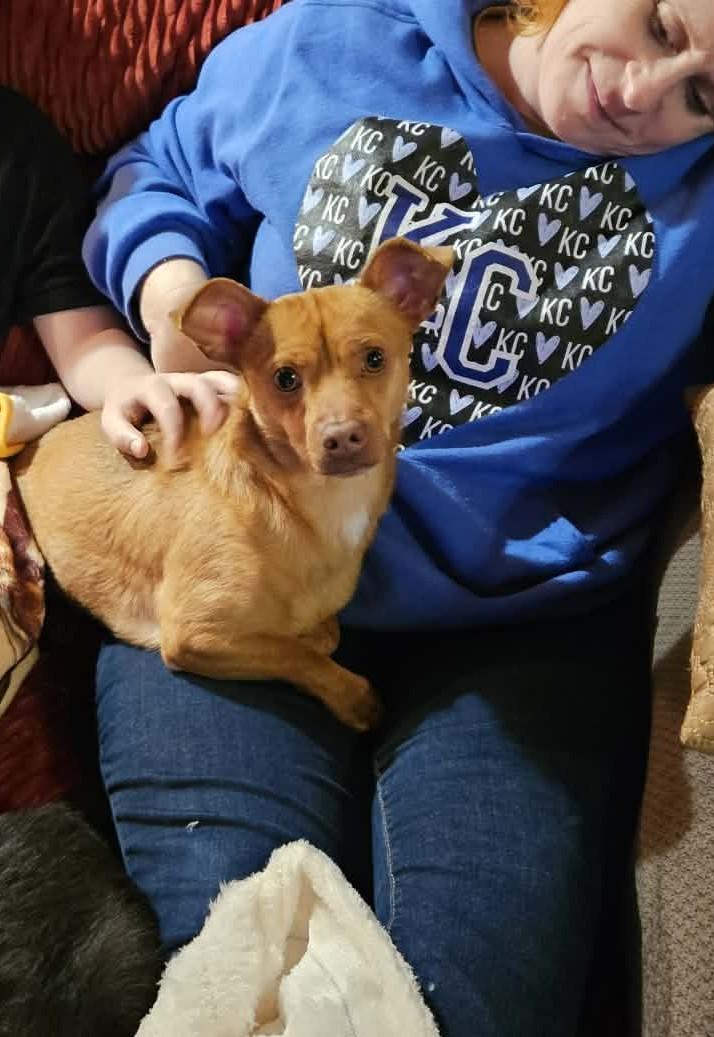 Enlarge Hudson, a Adoptable mixed breed in Kansas City, MO image 5/6