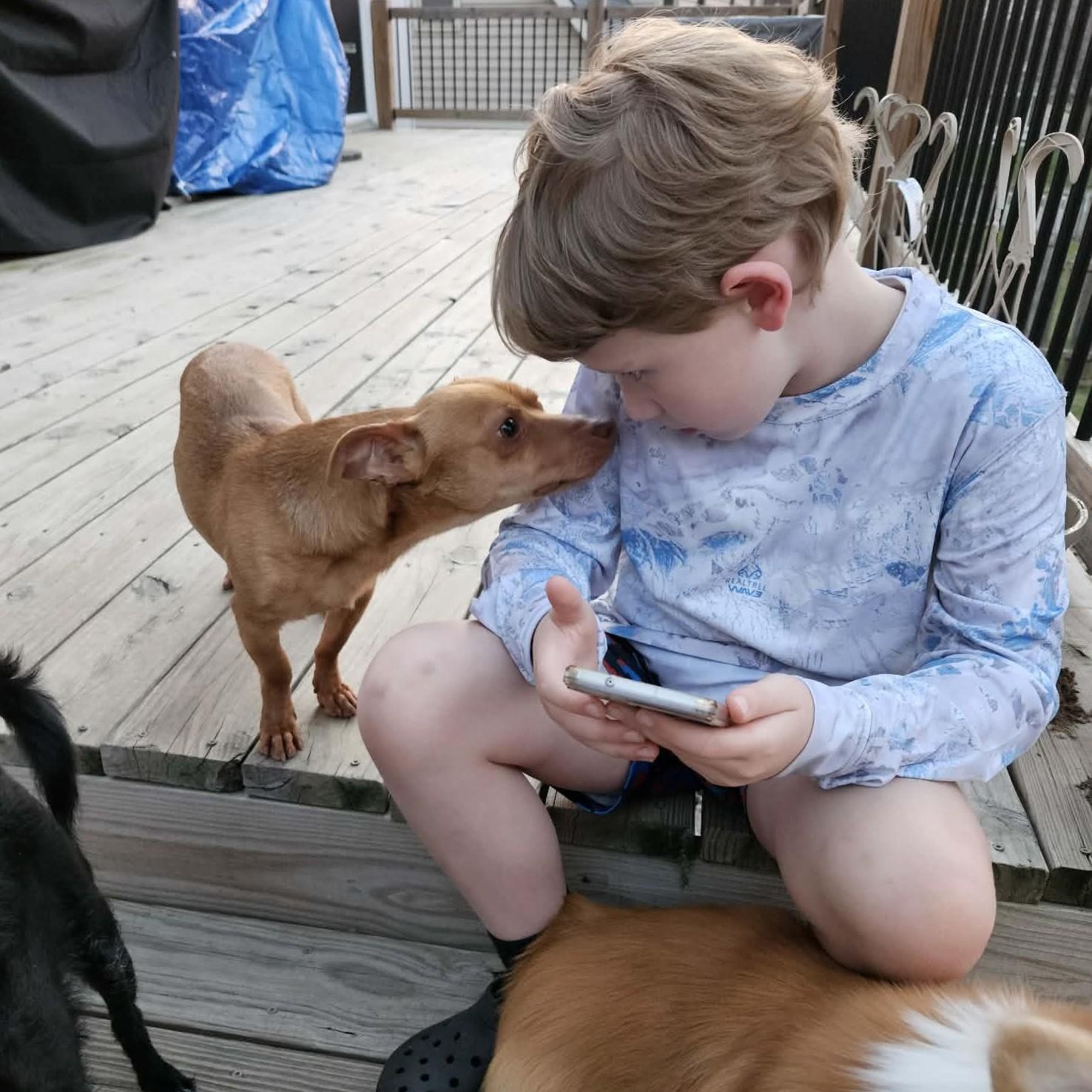 Hudson, Adoptable, Young Male Chihuahua & Dachshund.