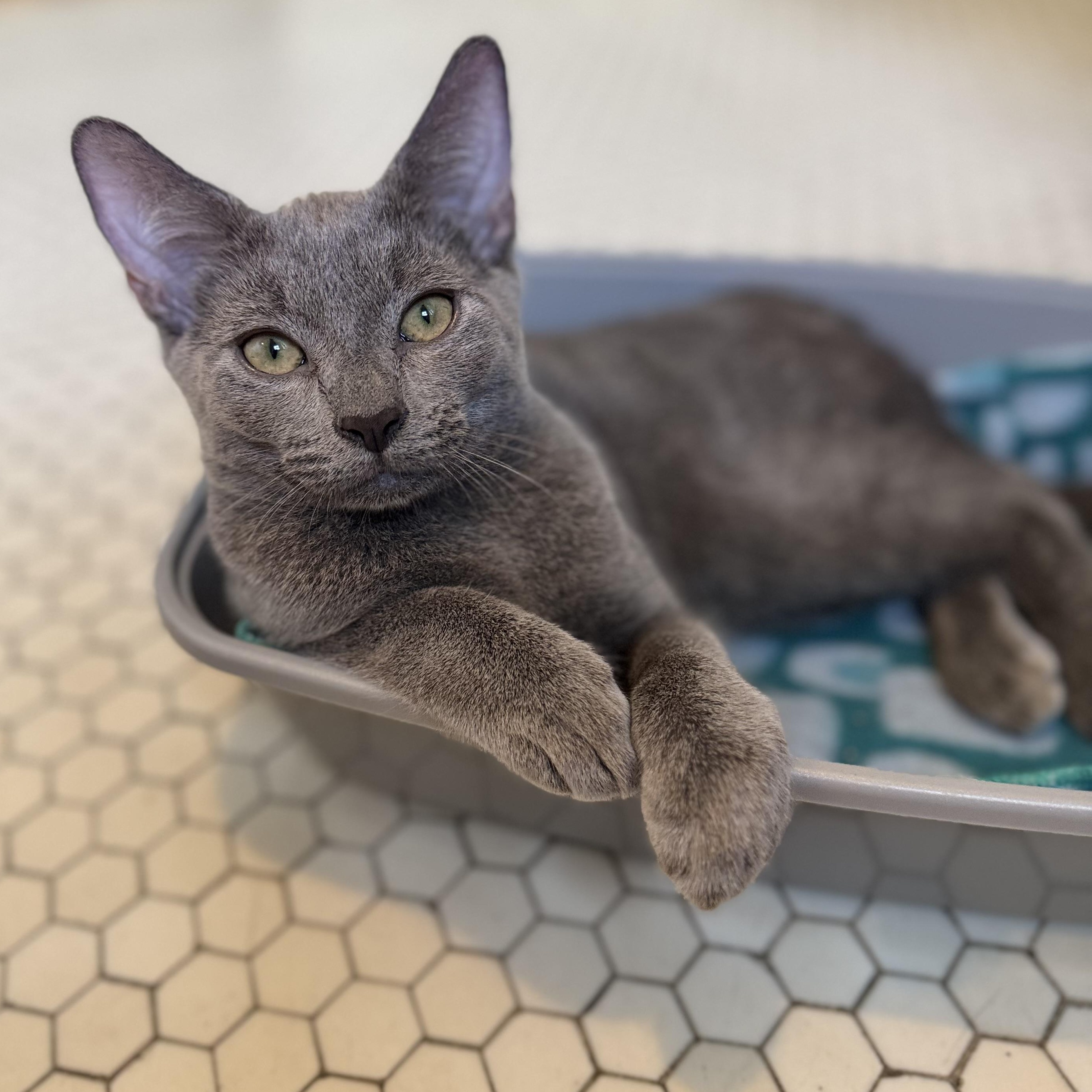 Enlarge Dante, a Adoptable American Shorthair in Cheshire, CT image 2/4