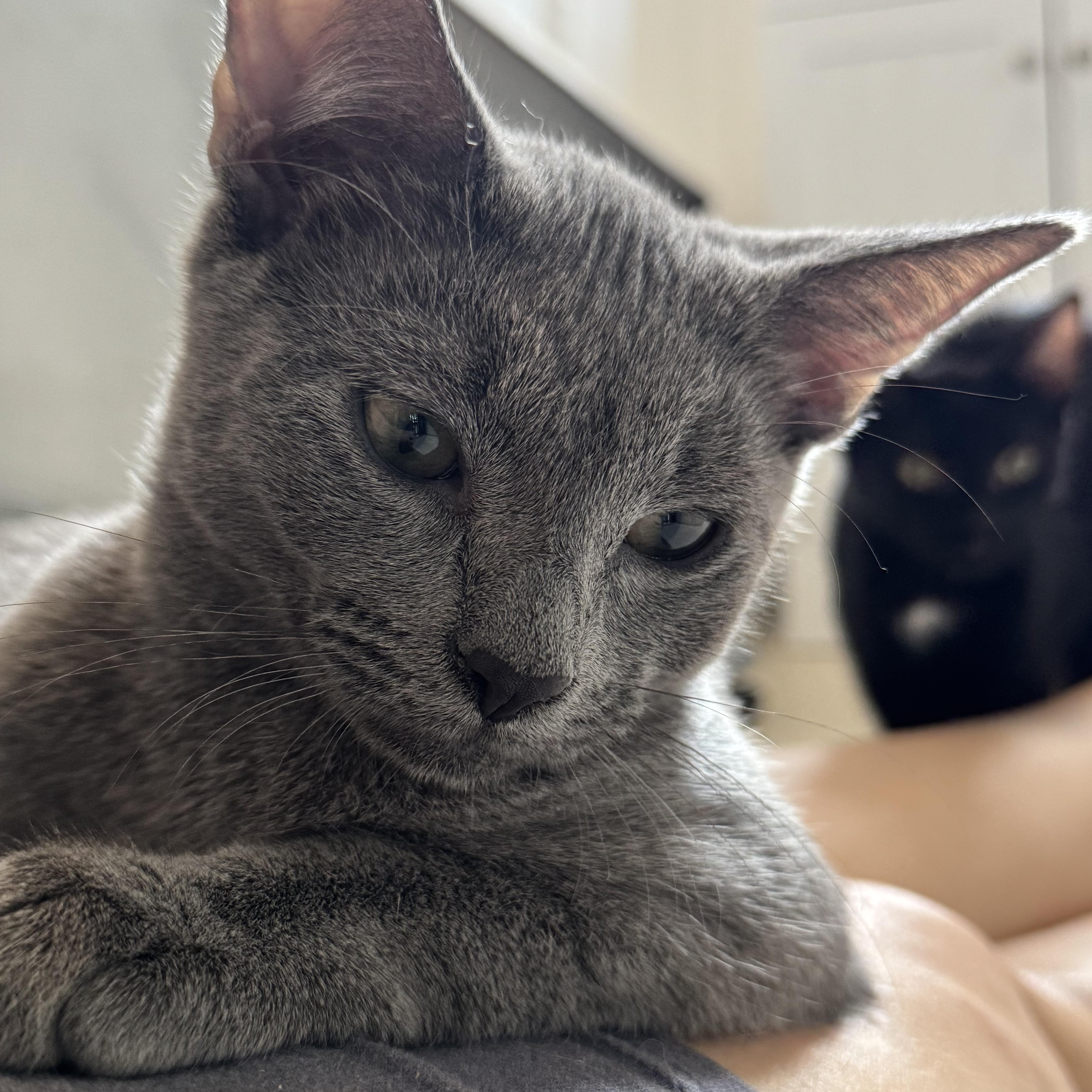 Enlarge Dante, a Adoptable American Shorthair in Cheshire, CT image 1/4