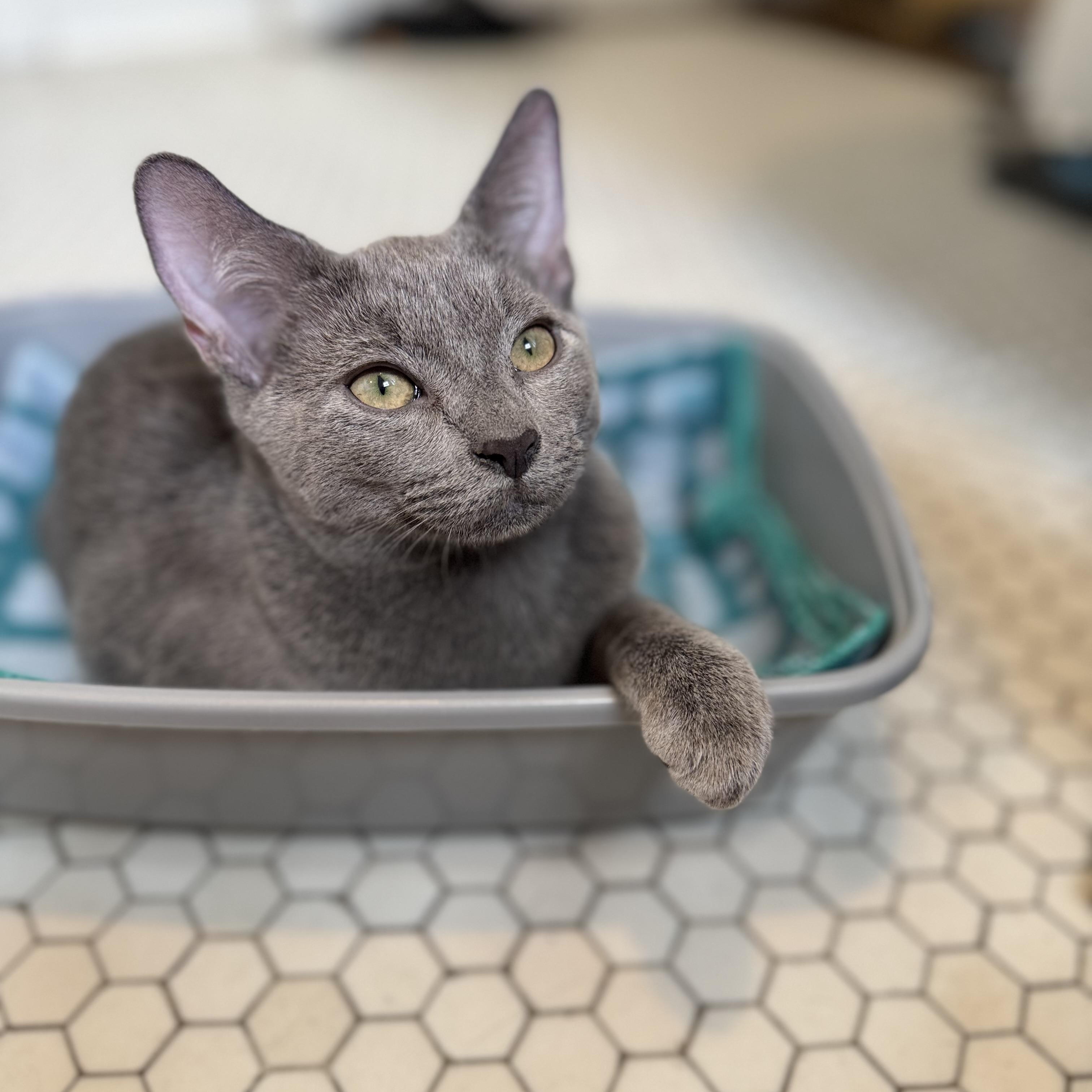 Enlarge Dante, a Adoptable American Shorthair in Cheshire, CT image 3/4