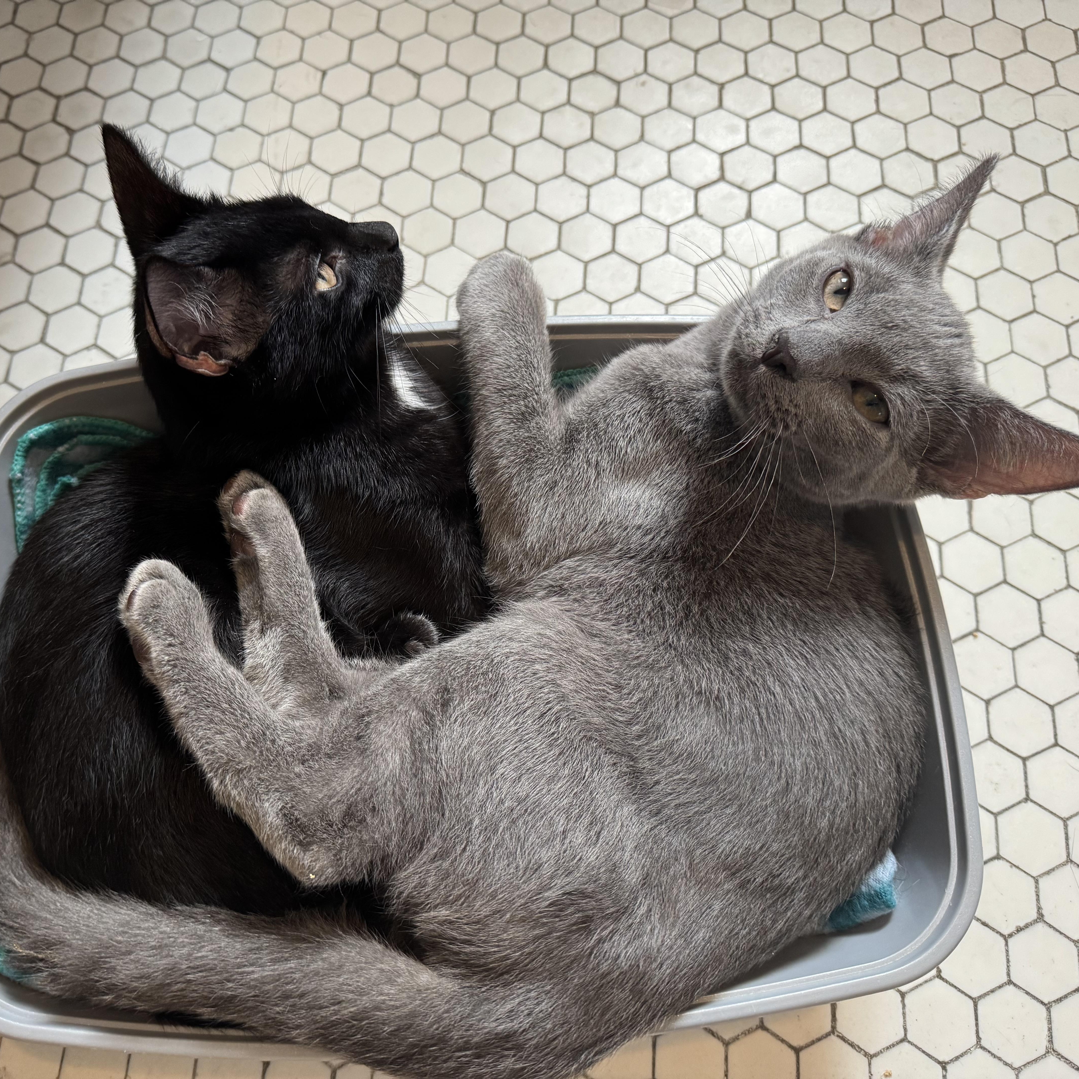 Enlarge Dante, a Adoptable American Shorthair in Cheshire, CT image 4/4