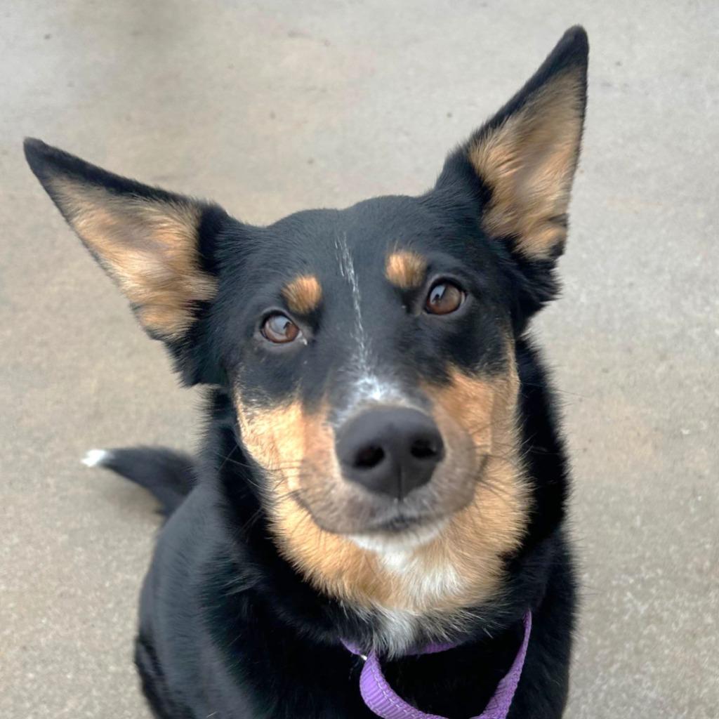 Enlarge Baxter, a Adoptable mixed breed in Spooner, WI image 1/6