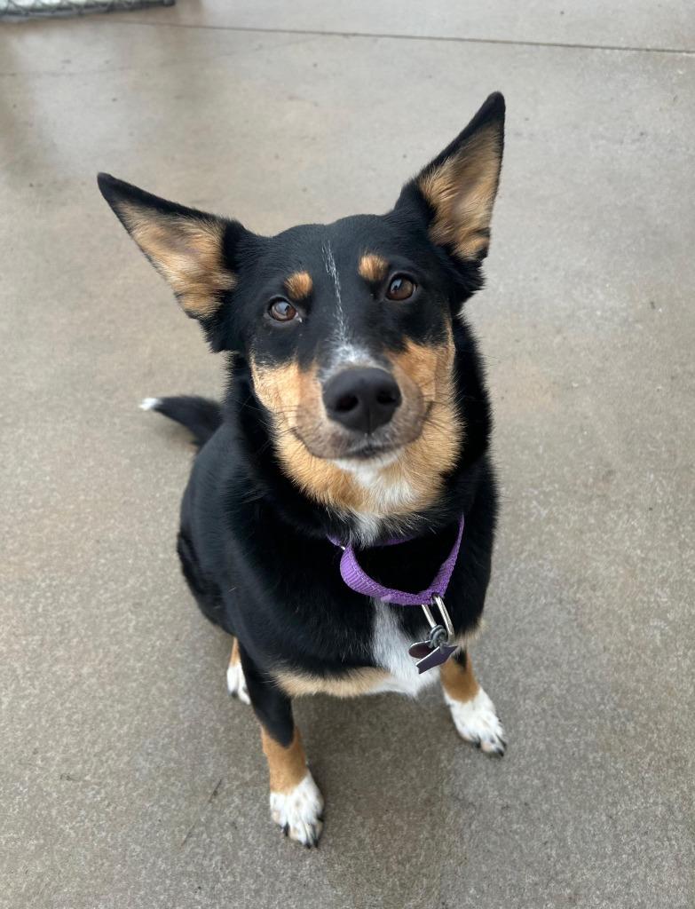 Enlarge Baxter, a Adoptable mixed breed in Spooner, WI image 2/6