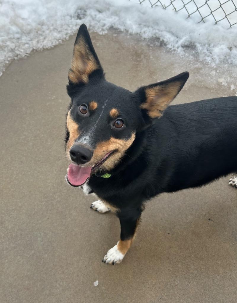 Baxter, Adoptable, Young Male Mixed Breed.