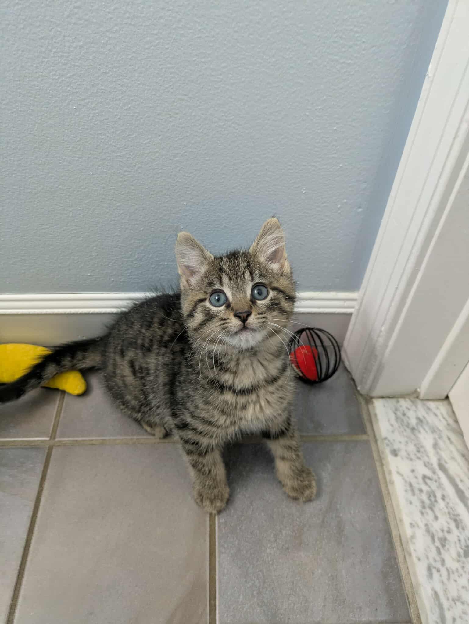 Georgie, Adopted, Young Male Domestic Short Hair.