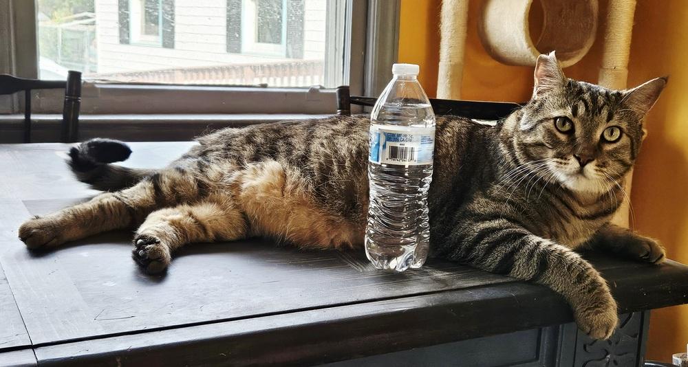 Enlarge Hendrix, a Adoptable mixed breed in WARNER ROBINS, GA image 2/6