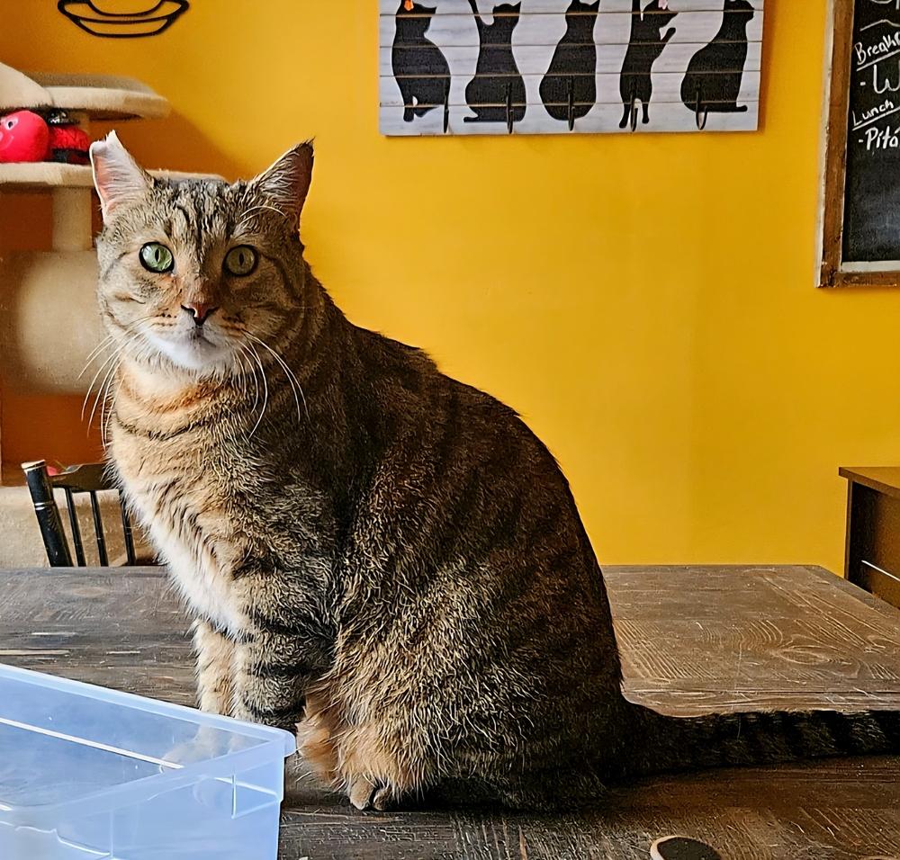 Enlarge Hendrix, a Adoptable mixed breed in WARNER ROBINS, GA image 3/6