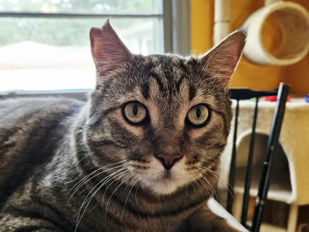 Hendrix, Adoptable, Adult Male Domestic Short Hair.