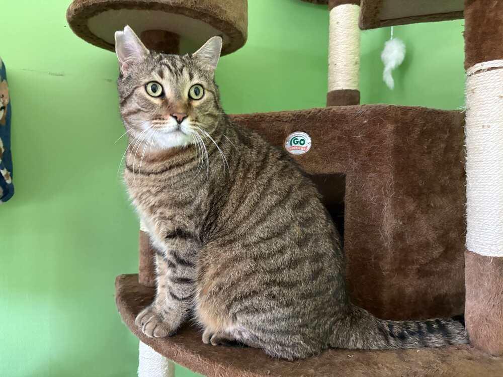 Enlarge Hendrix, a Adoptable mixed breed in WARNER ROBINS, GA image 5/6