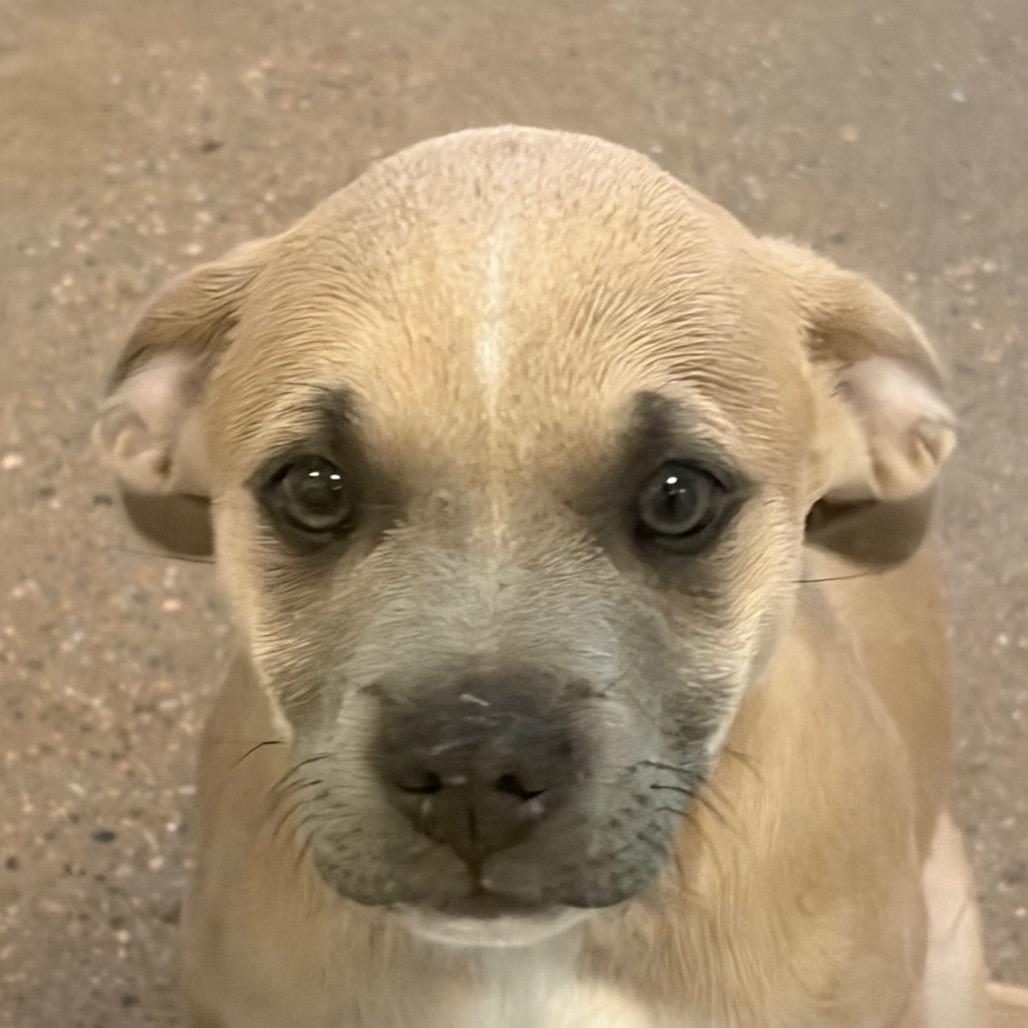 Enlarge Star, a Adoptable Mixed Breed in Middletown, RI image 1/1