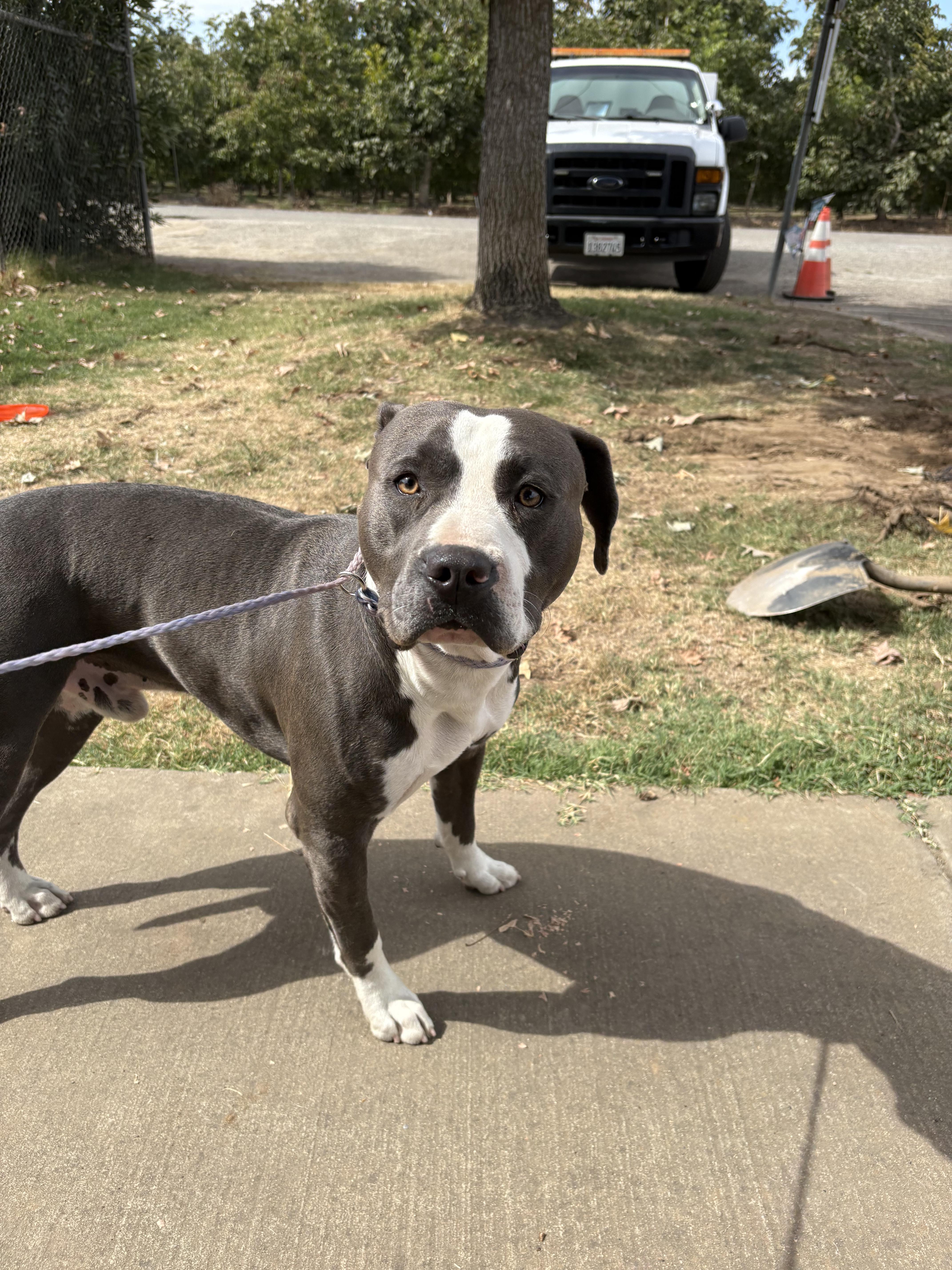 Enlarge stan, a Adoptable American Bully in Oakdale, CA image 1/1