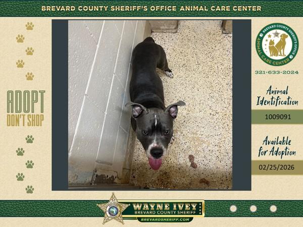 Enlarge Blue, a Adoptable mixed breed in Melbourne, FL image 1/1