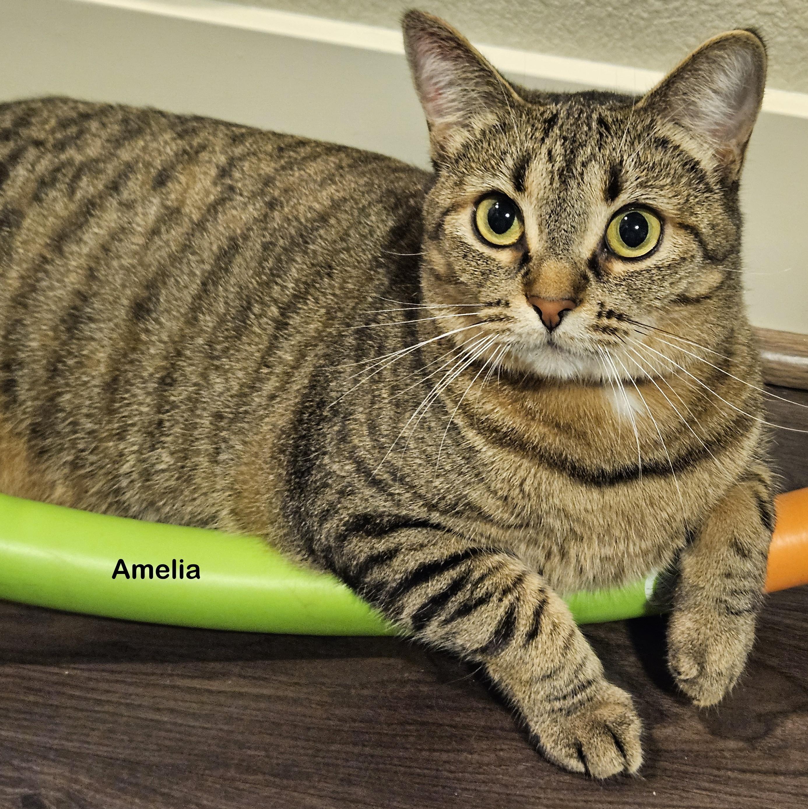 Enlarge Amelia, an adoptable mixed breed in Portland, OR image 1/4