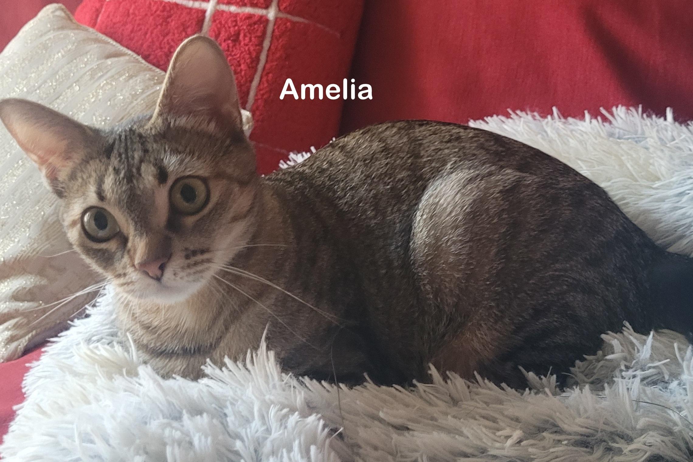 Ariel, a Adoptable mixed breed in Portland, OR image 6/6