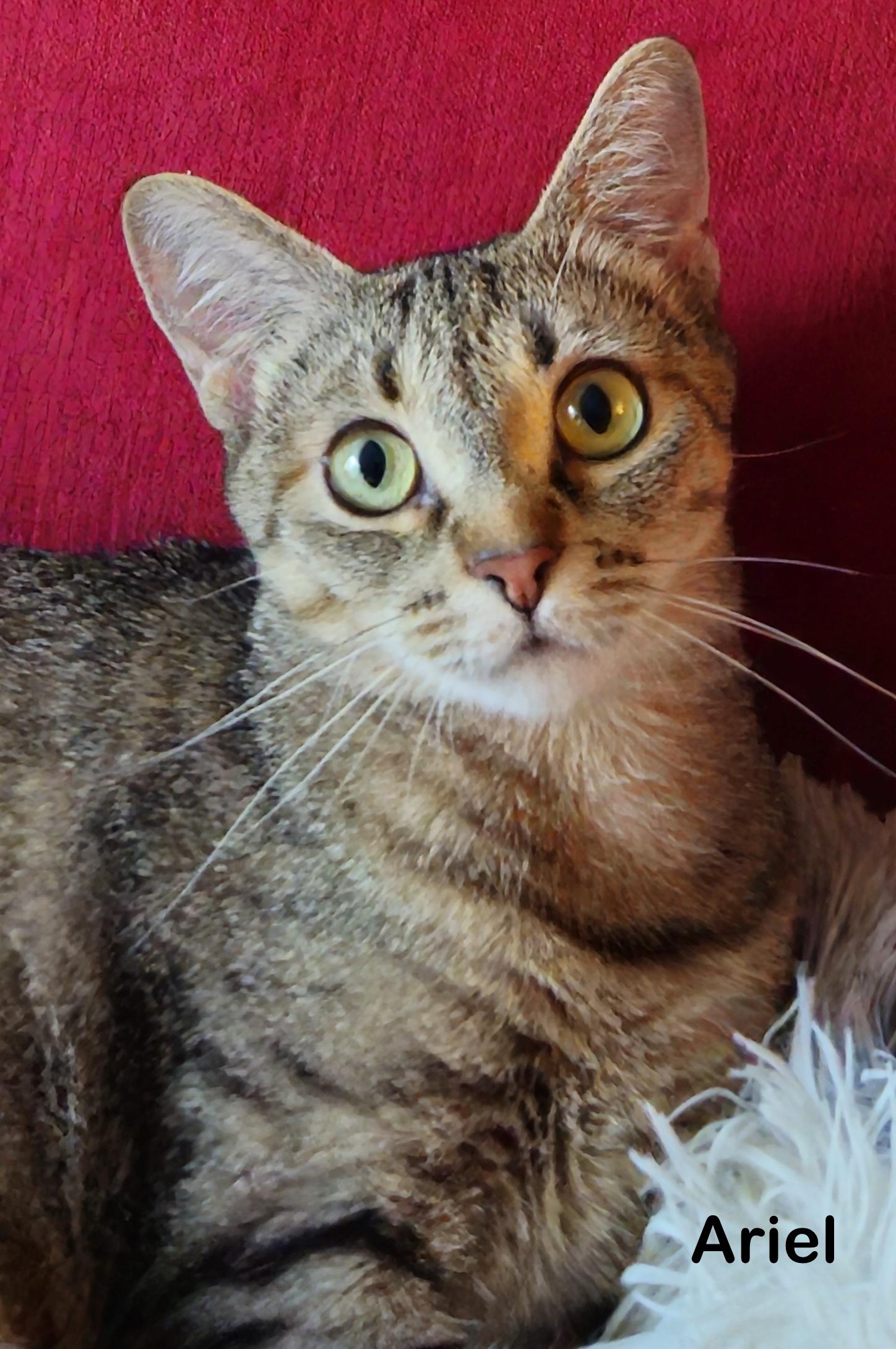 Ariel, Adult Female unknown