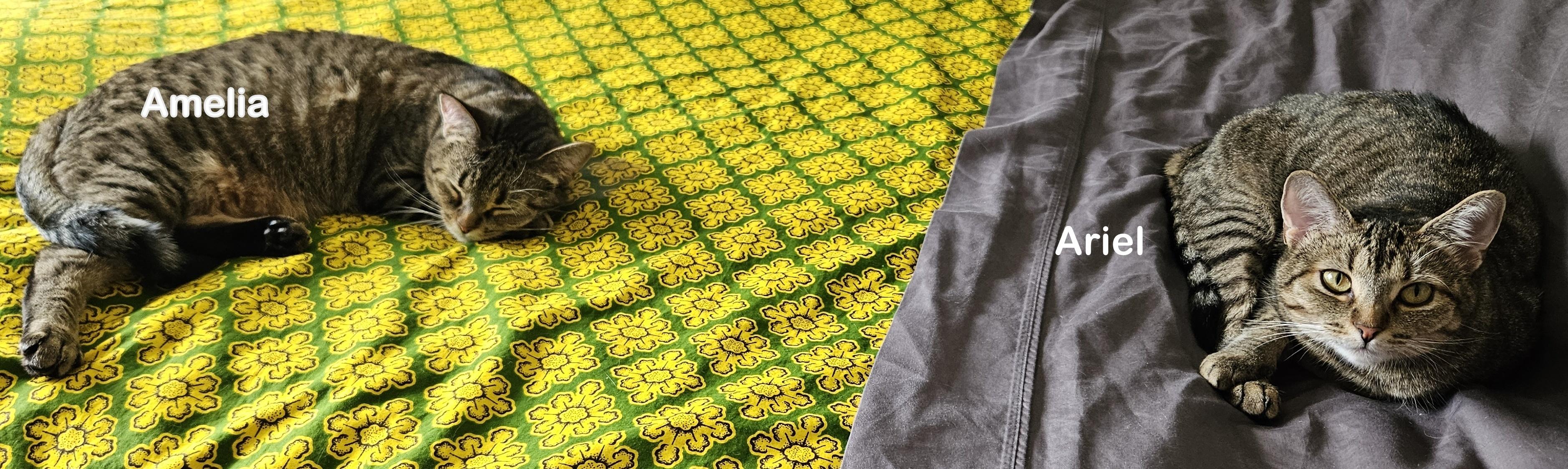 Ariel, a Adoptable mixed breed in Portland, OR image 4/6