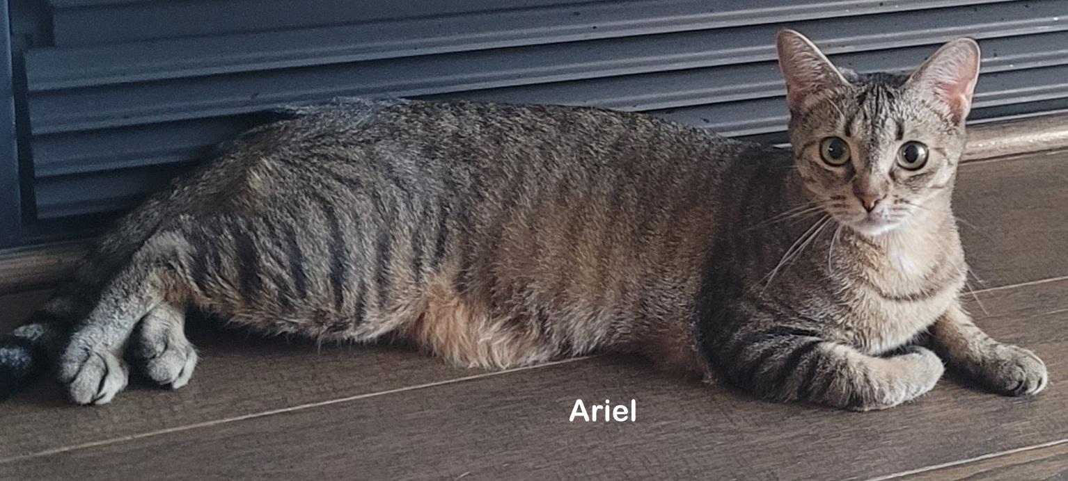 Ariel, a Adoptable mixed breed in Portland, OR image 5/6