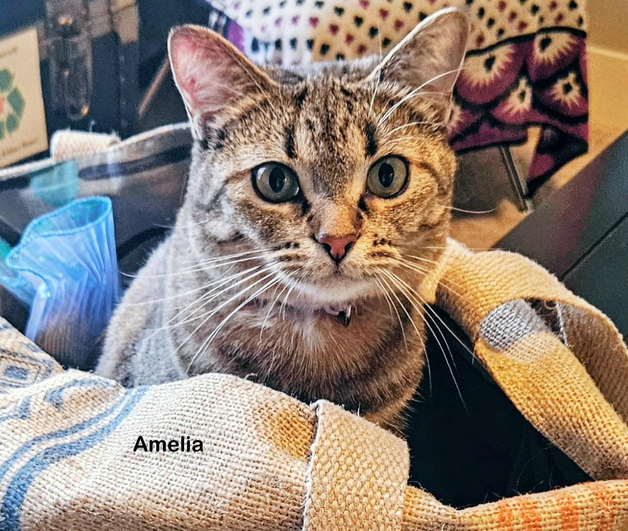 Enlarge Amelia, an adoptable mixed breed in Portland, OR image 2/4