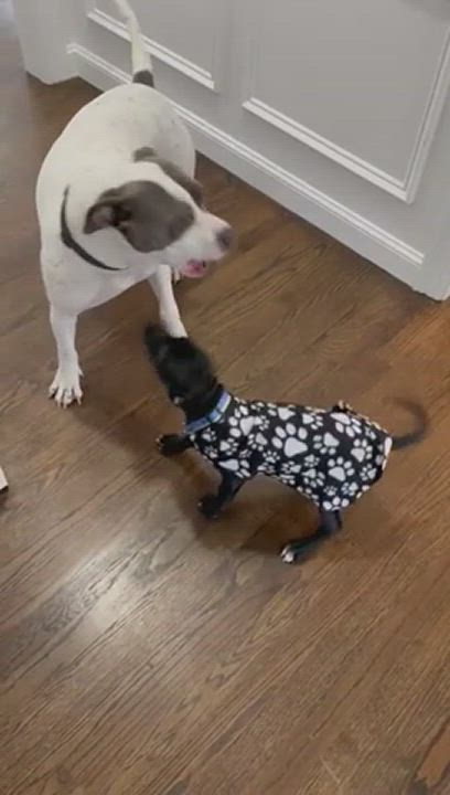 Enlarge Goldie, a Adopted mixed breed in Hopkinton, MA video 6/11