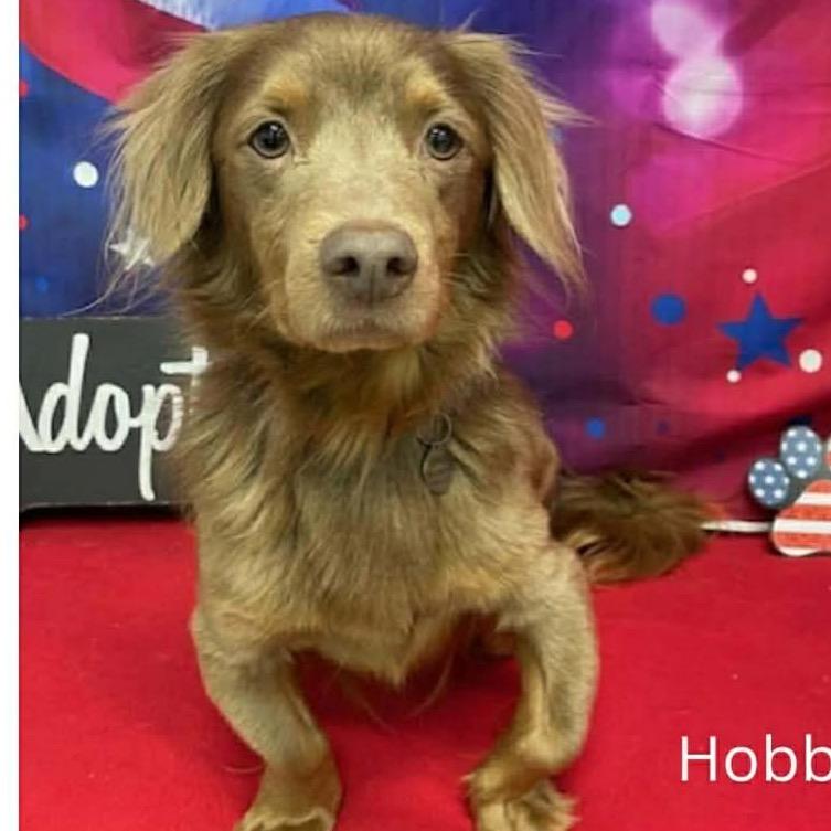Hobbs, Adoptable, Adult Male Dachshund.