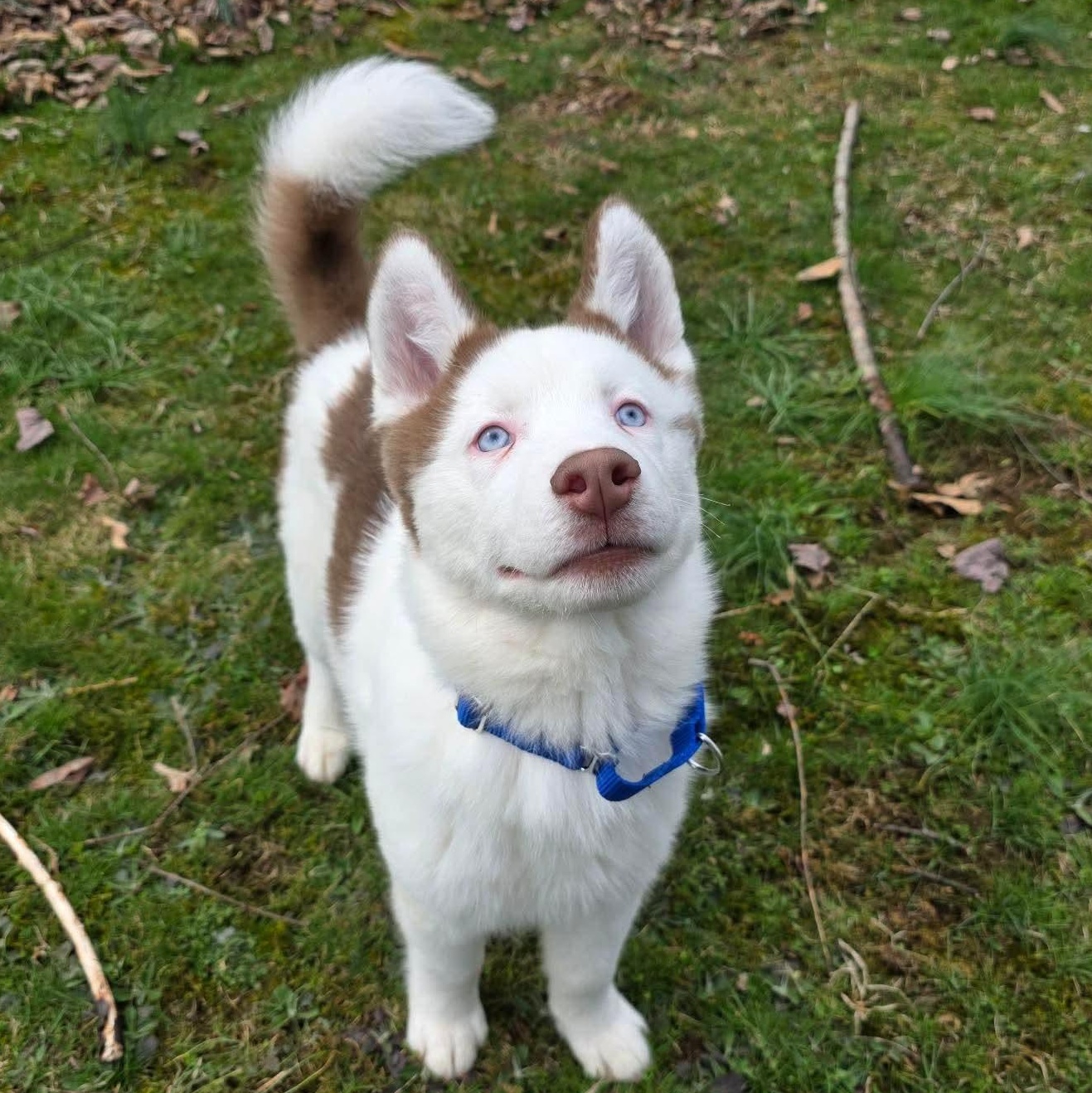 Enlarge Tundra, an adopted mixed breed in Greensburg, PA image 1/6