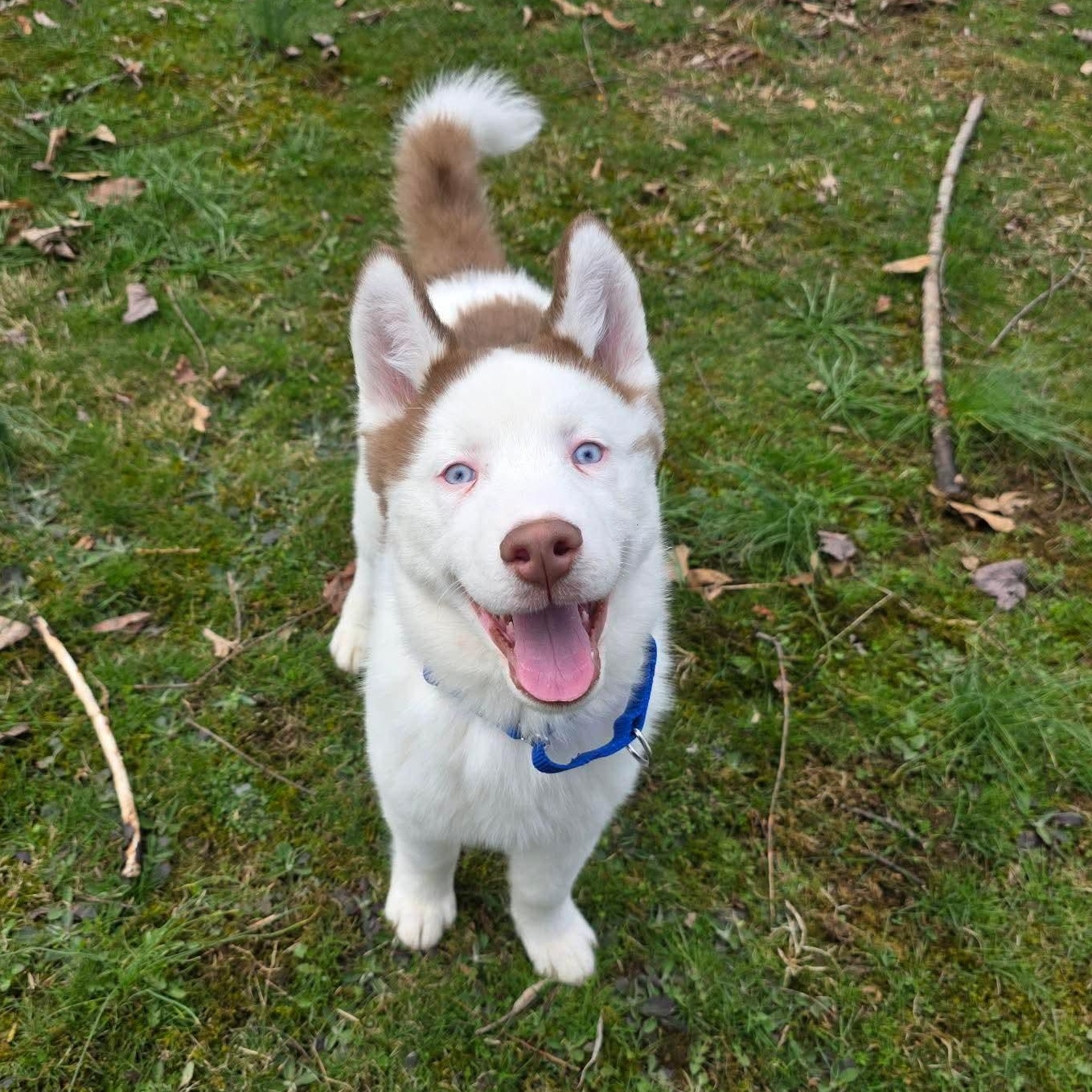 Enlarge Tundra, an adopted mixed breed in Greensburg, PA image 4/6