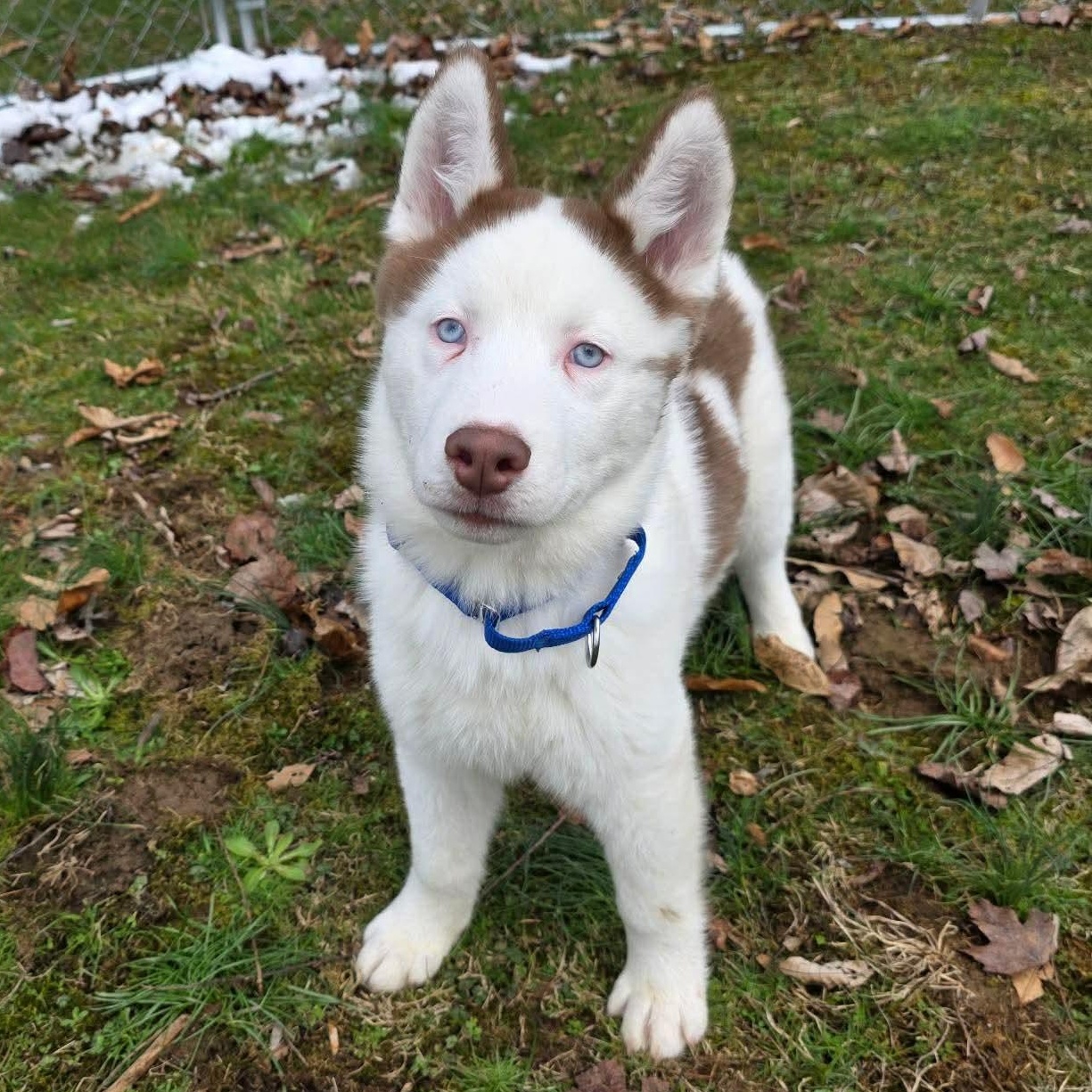 Enlarge Tundra, an adopted mixed breed in Greensburg, PA image 2/6